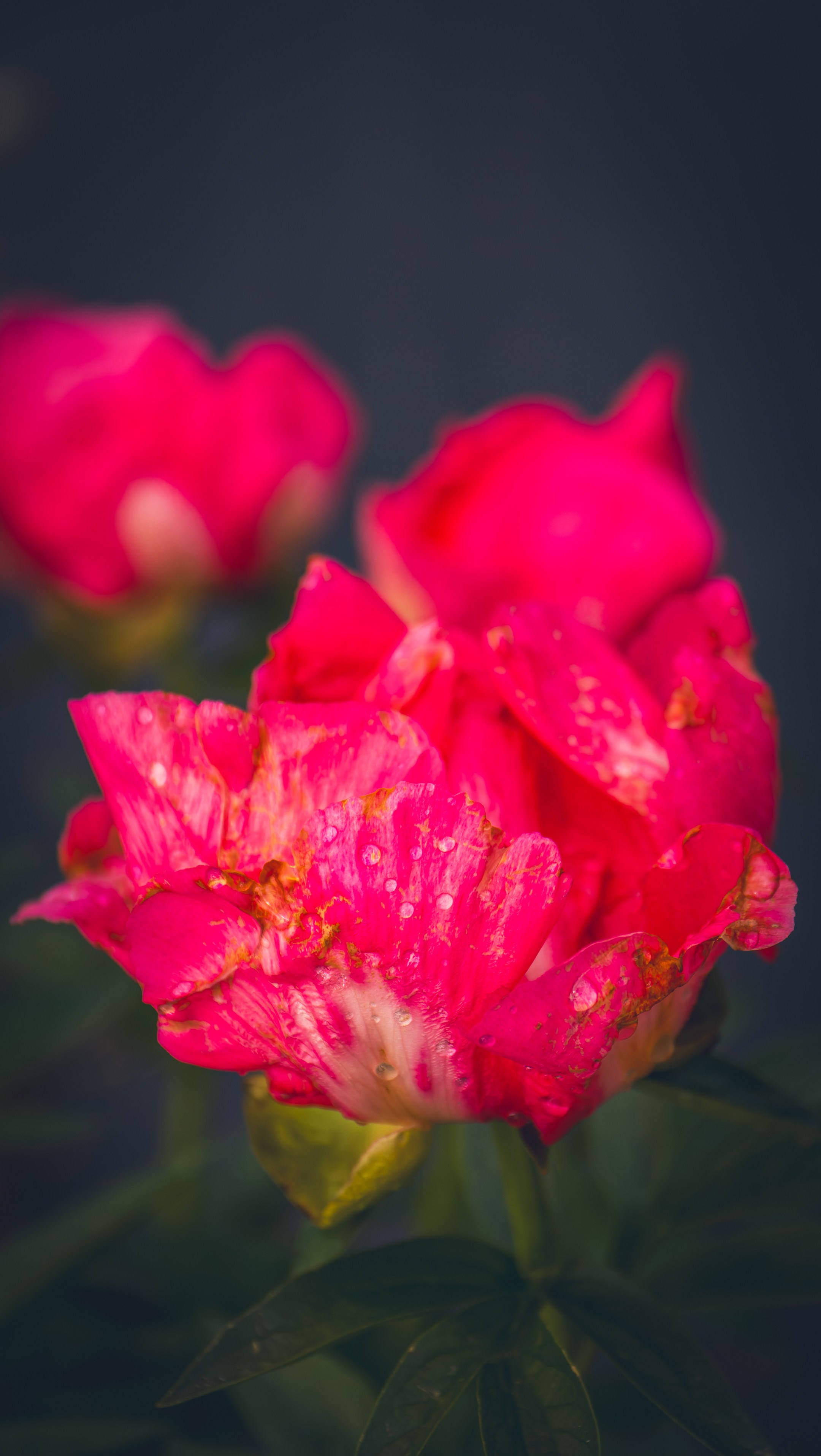 Saarema, reis. Nebula 25 — Fotod teie hingele