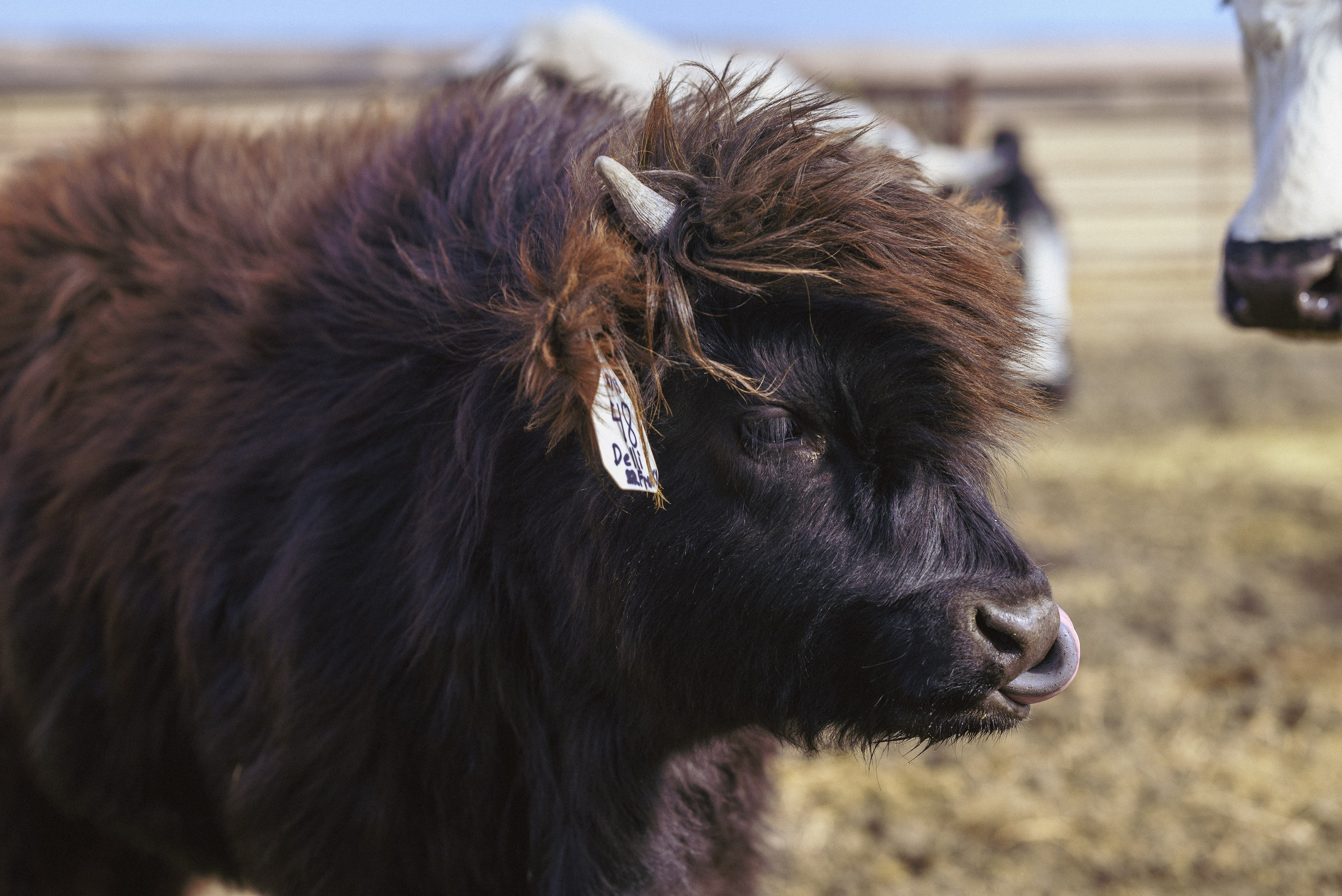 Farm animals. Victoria Lyubchenko — fine art photography in Bismarck, ND