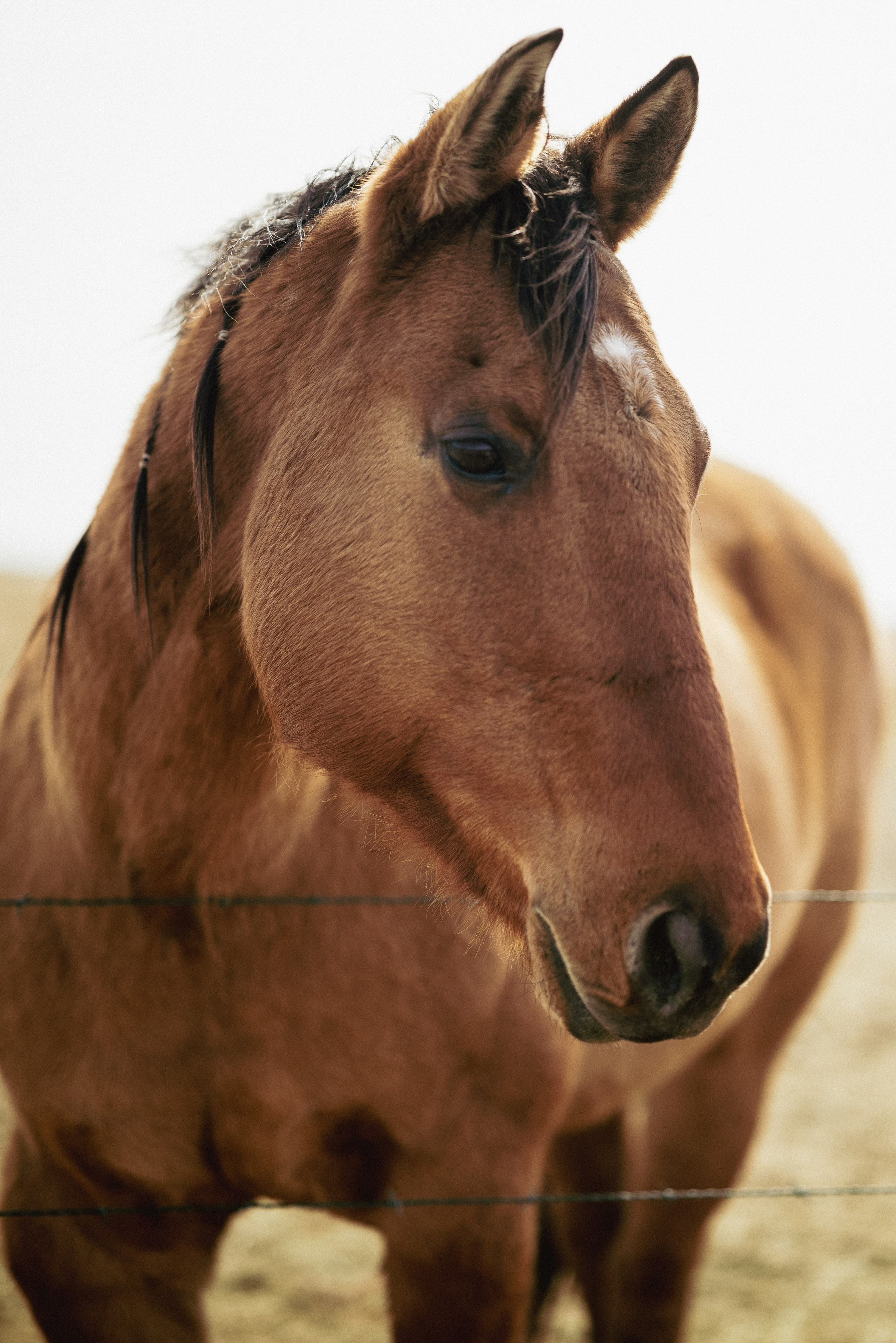 Farm animals. Victoria Lyubchenko — fine art photography in Bismarck, ND