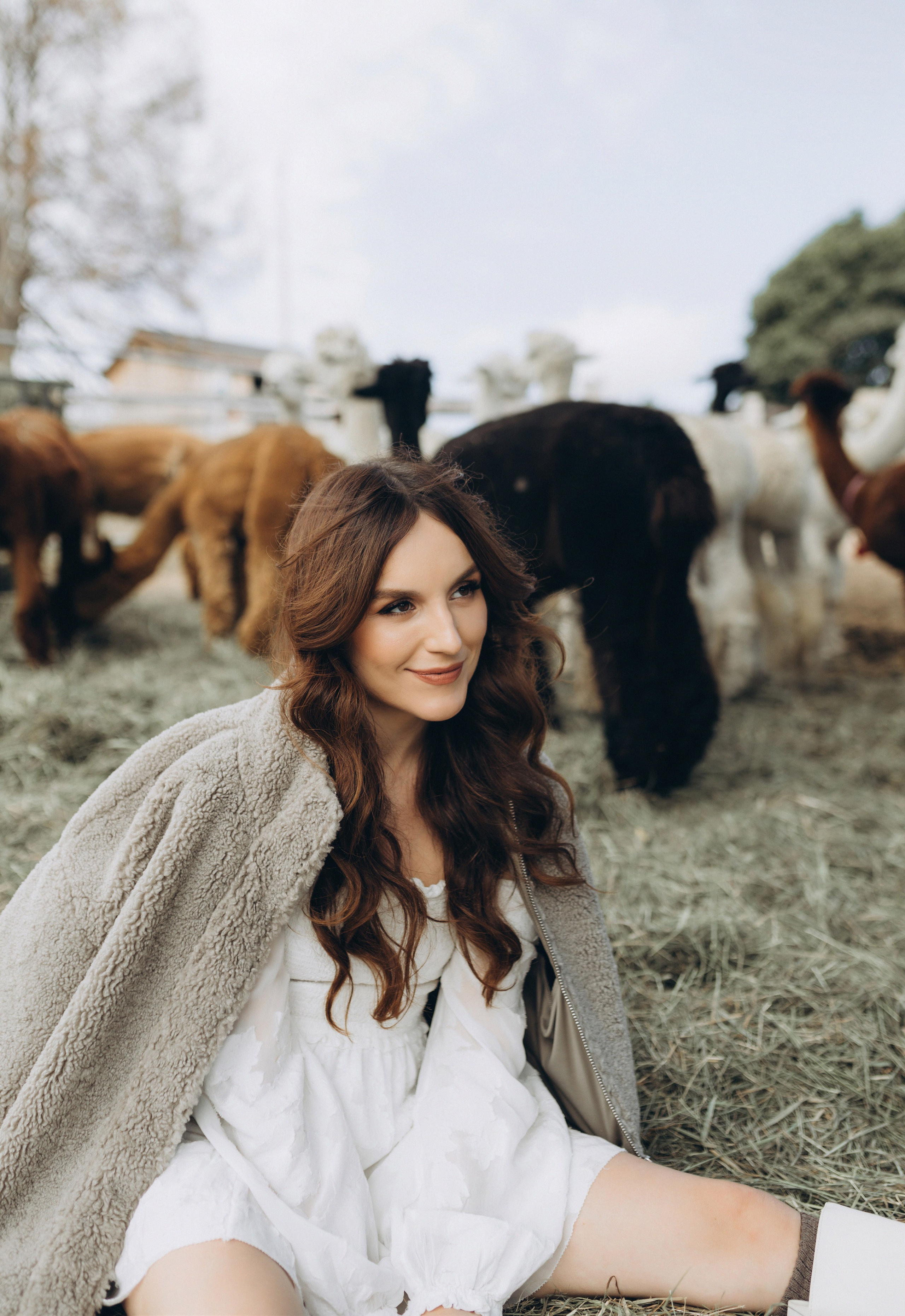 Alpacas Farm. Chernenko.photography