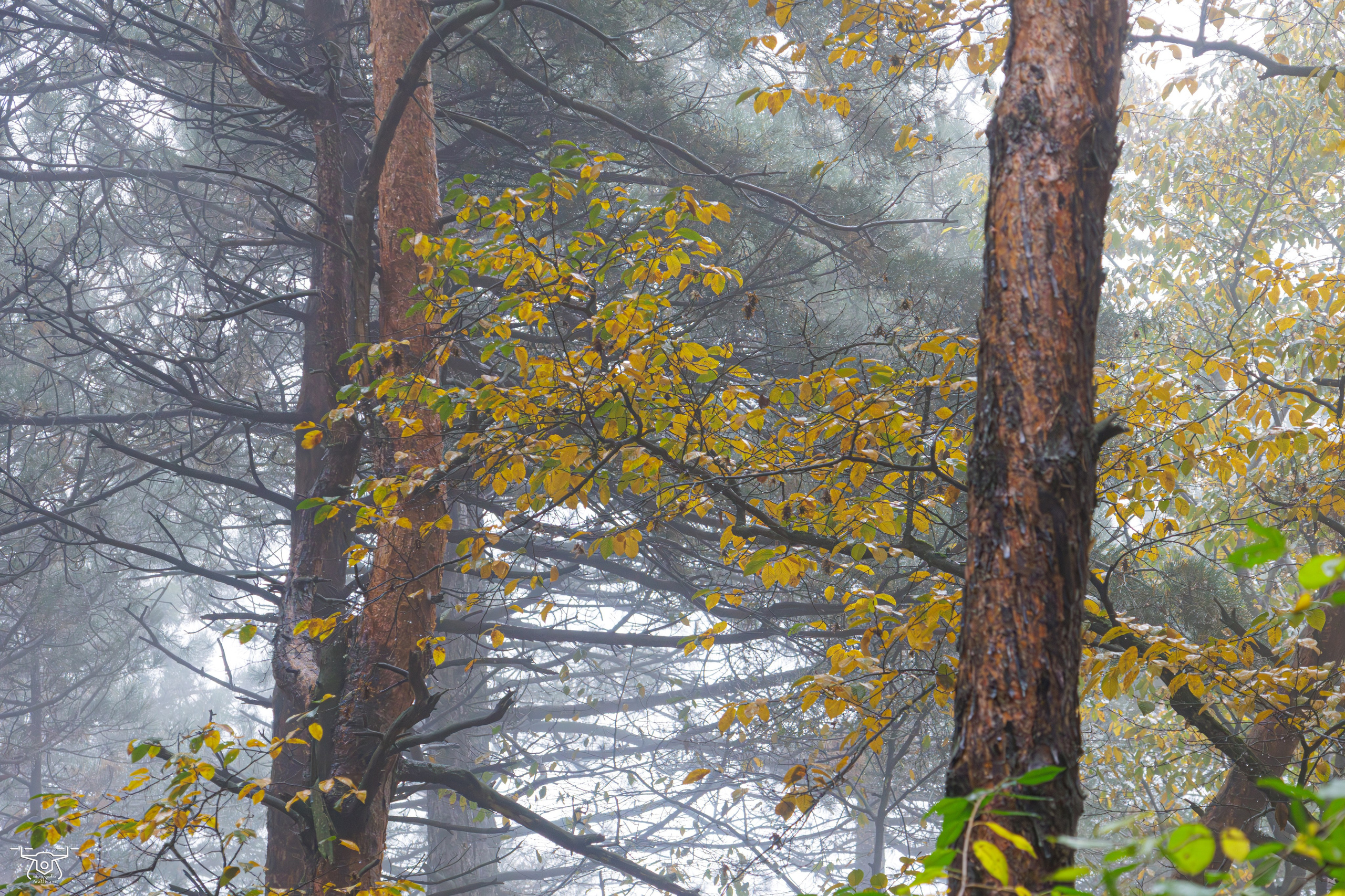 კოჯრის ტყის ნისლები. FramefreeMan