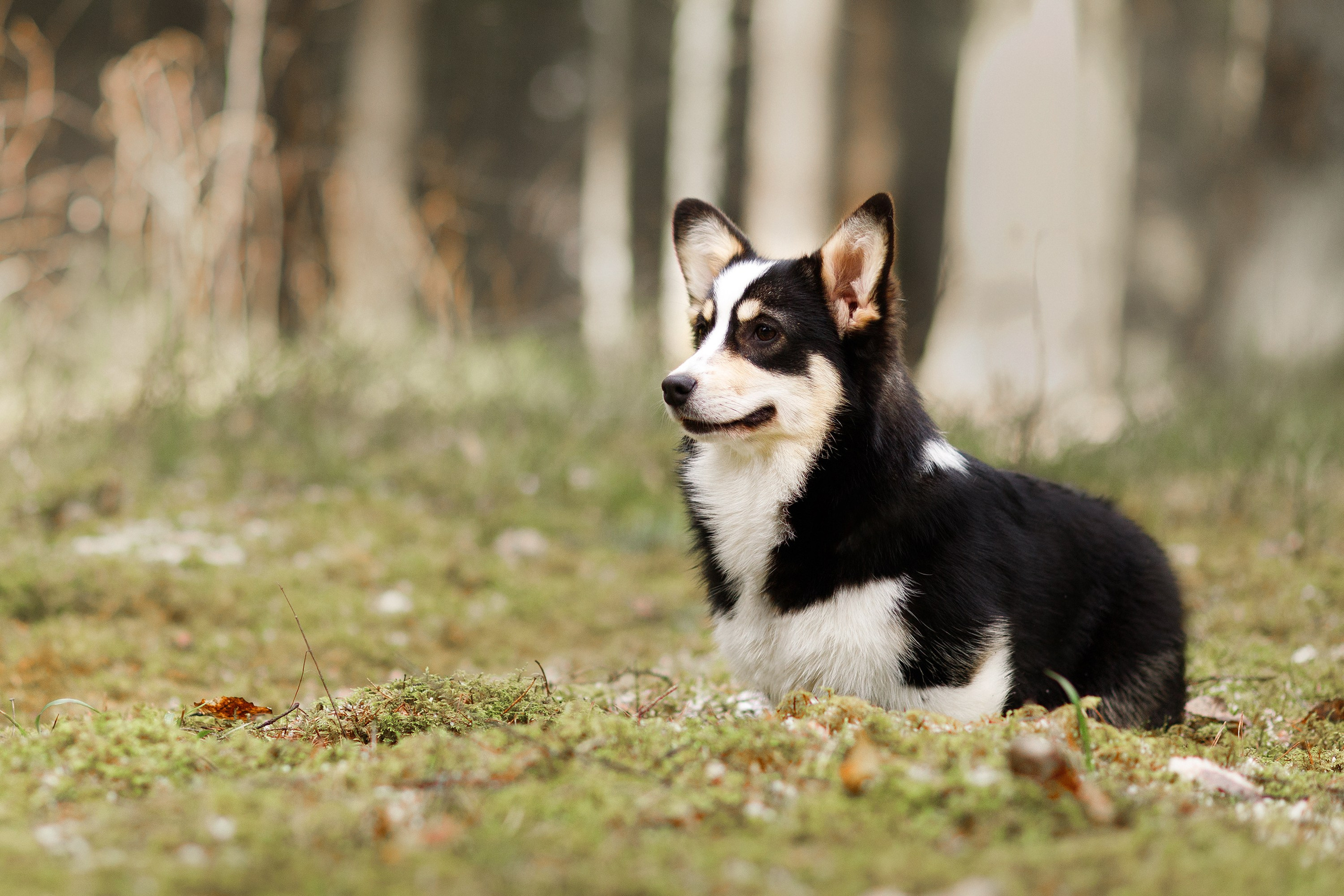 Corgi kennel & some other dogs in the forest. Kaja | fotograf psów we Wrocławiu
