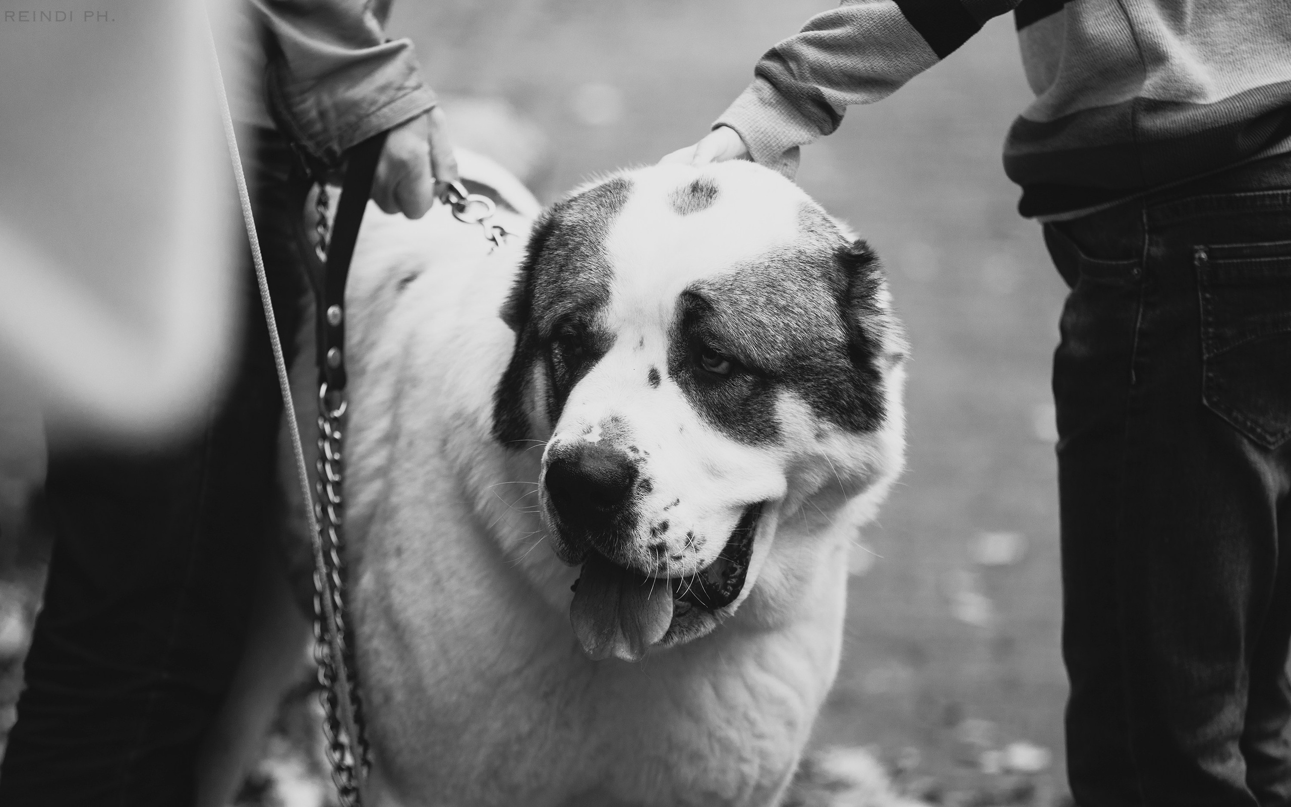 «Argus» dog show in Brest. Kaja | fotograf we Wrocławiu | ludzie i psy