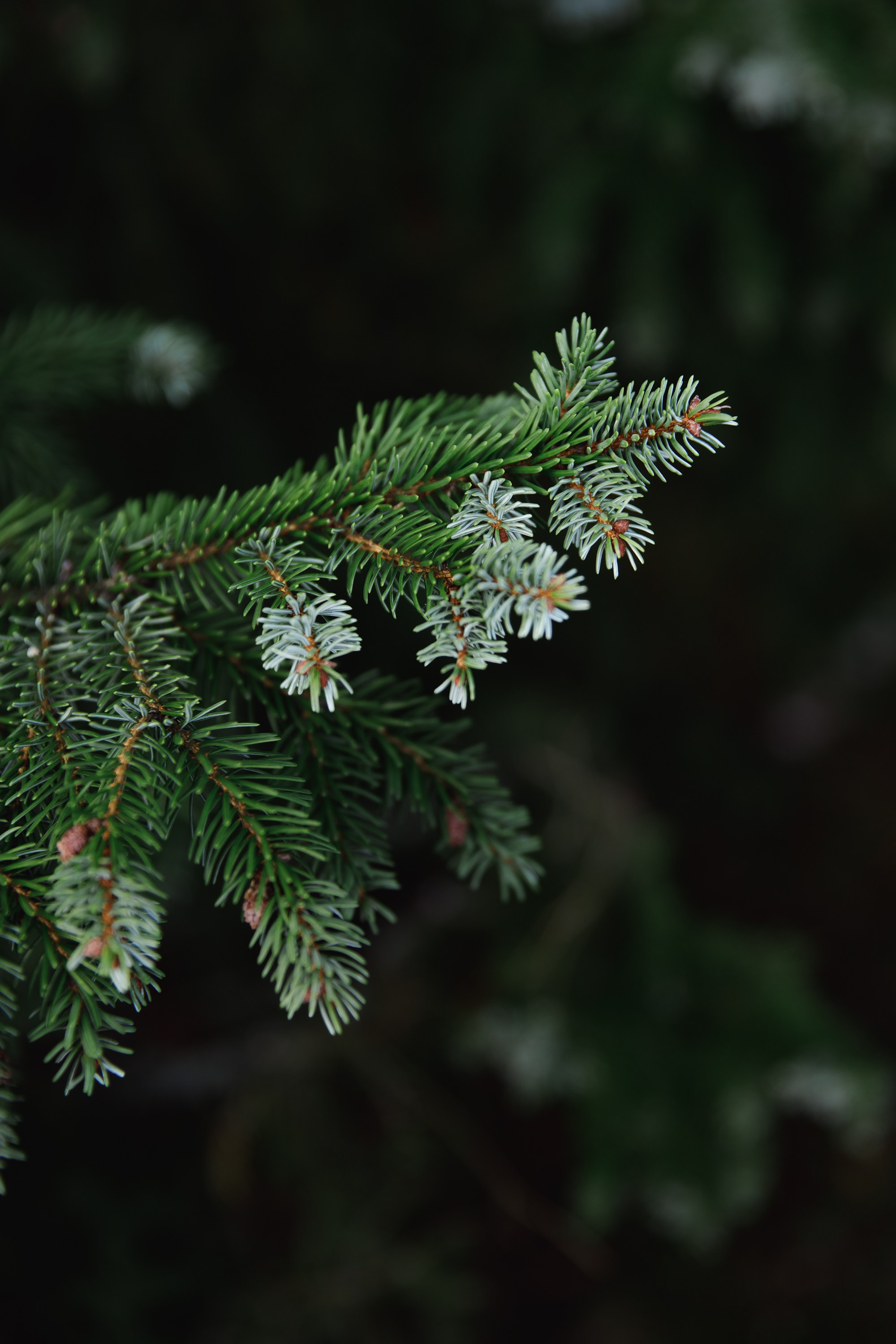 Turku. Kaja | fotograf psów we Wrocławiu