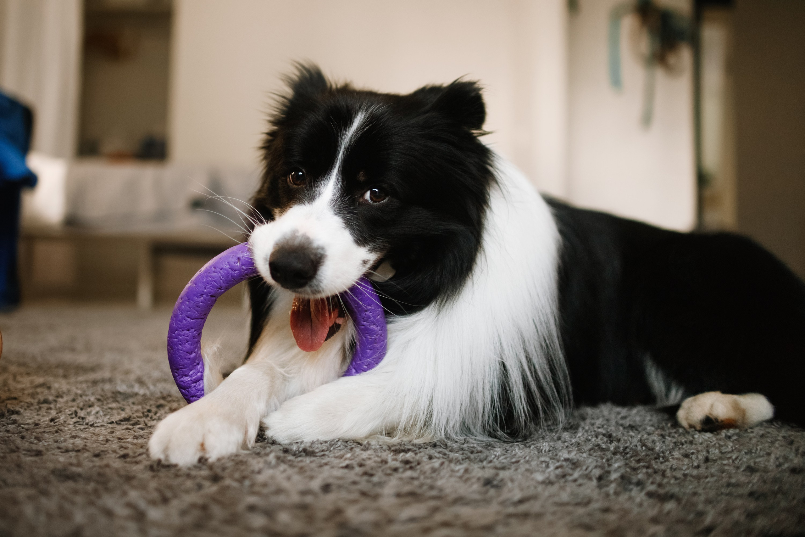 Evgenia & Richard. Kaja | fotograf we Wrocławiu | ludzie i psy