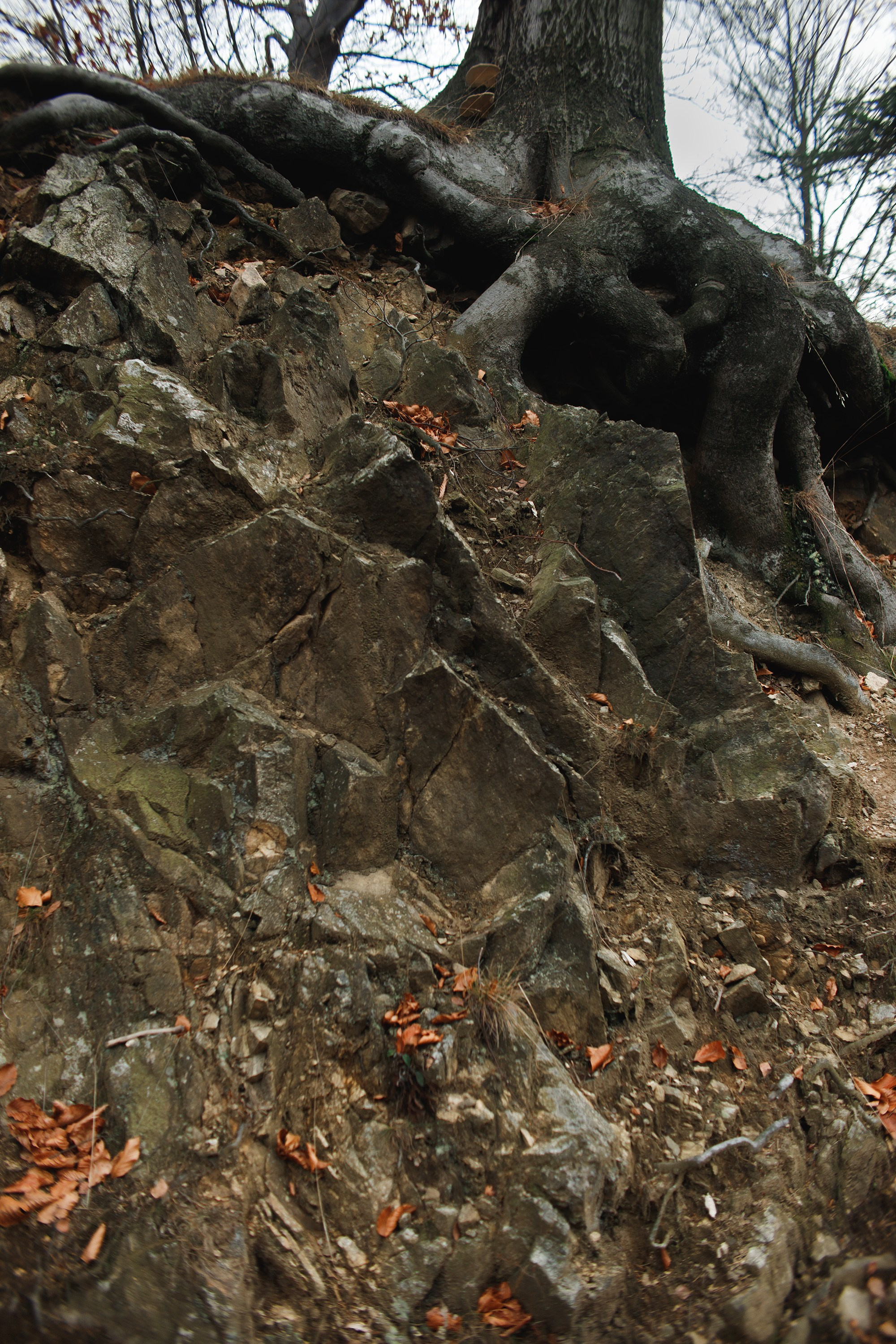 Sowie góry. Kaja | fotograf we Wrocławiu | ludzie i psy