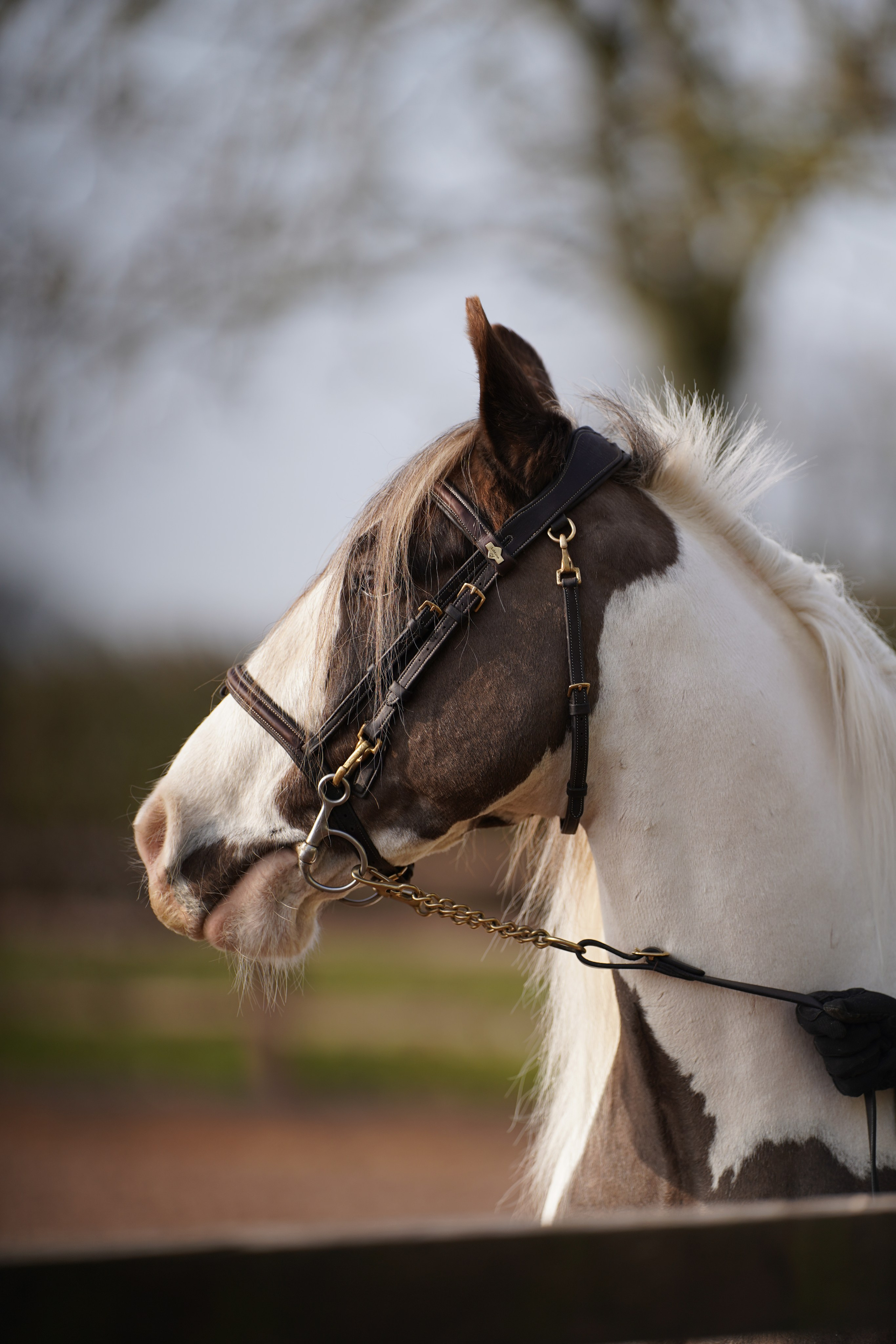 Headshots. Leicestershire Equine Photography by El | Authentic Equine Portraits & Events