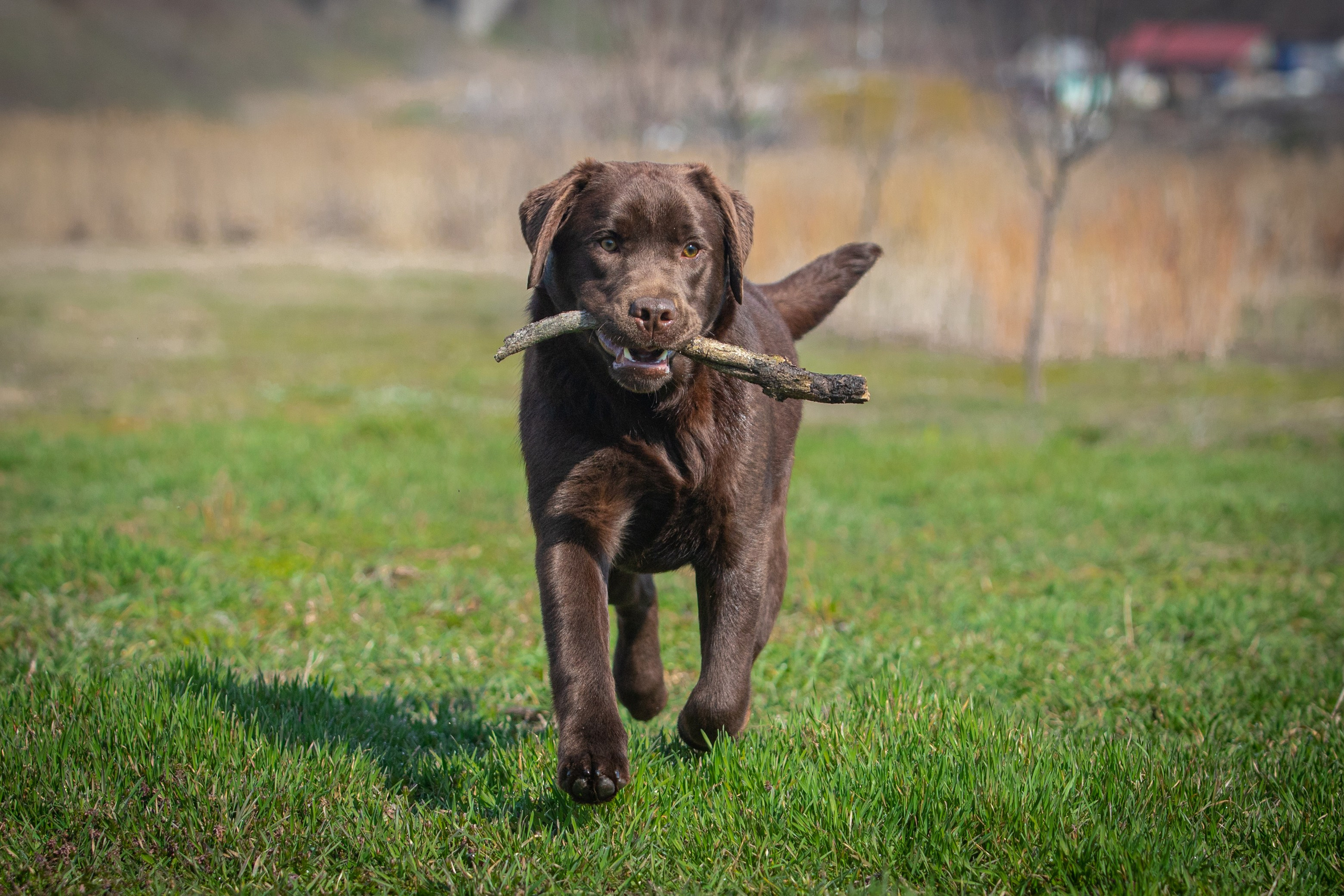 Sky. Цуценята лабрадор ретривера, Дніпро, Україна