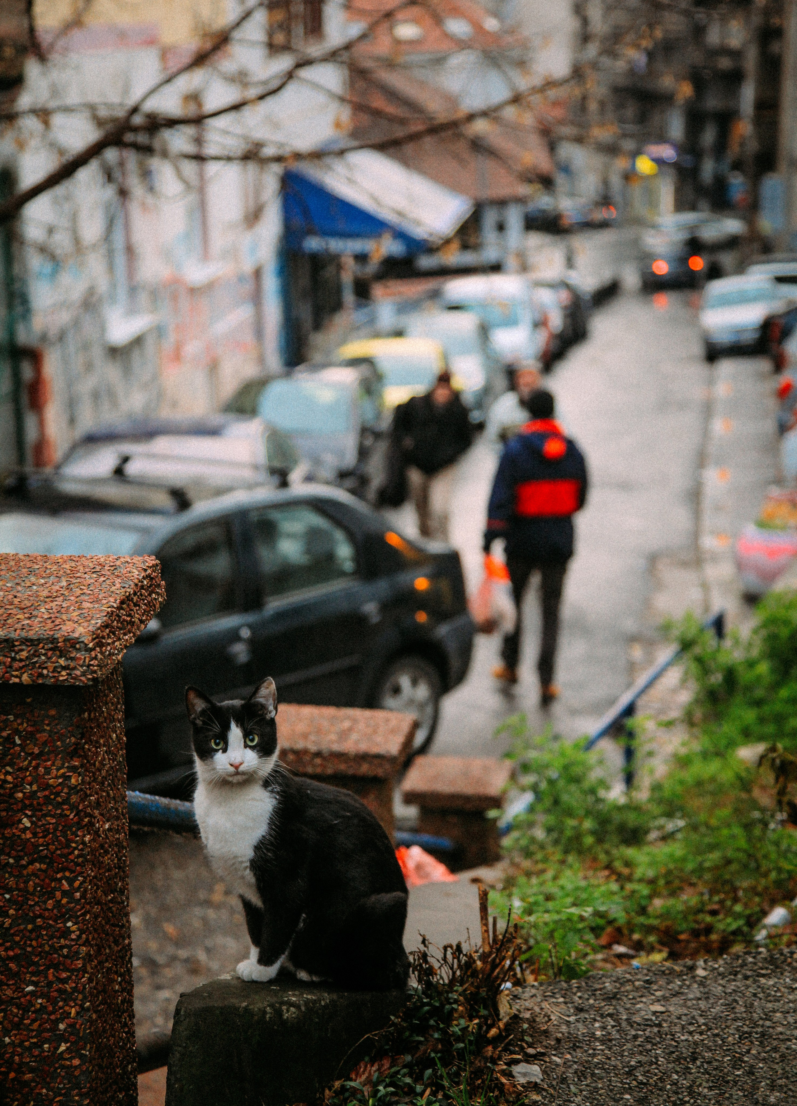 Кот шпедингера. Стрит-фотография, полная абсурда, идиотизма и красоты