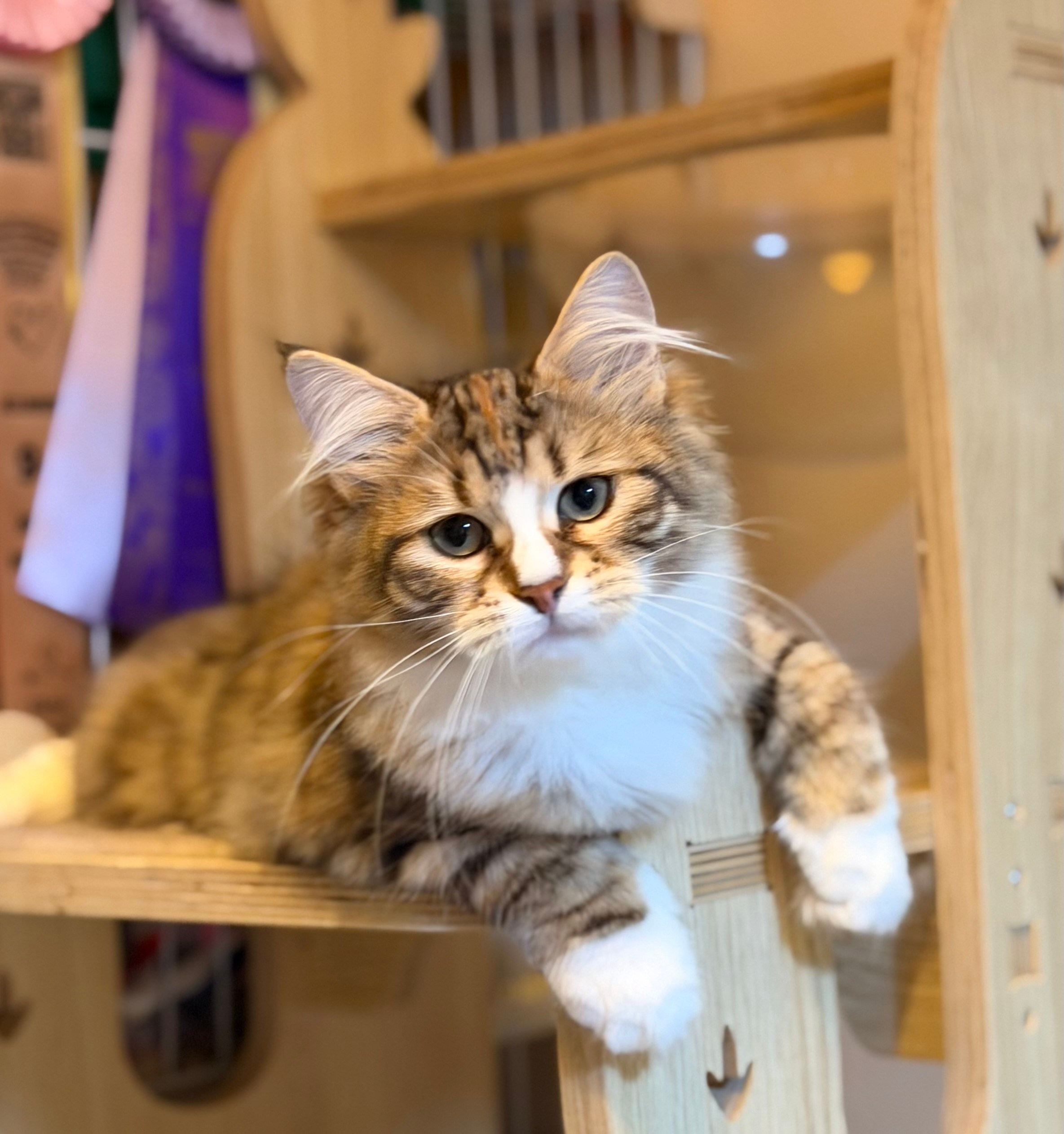 Eliza. LEMON GREEN SIBERIANS 香港西伯利亞貓舍