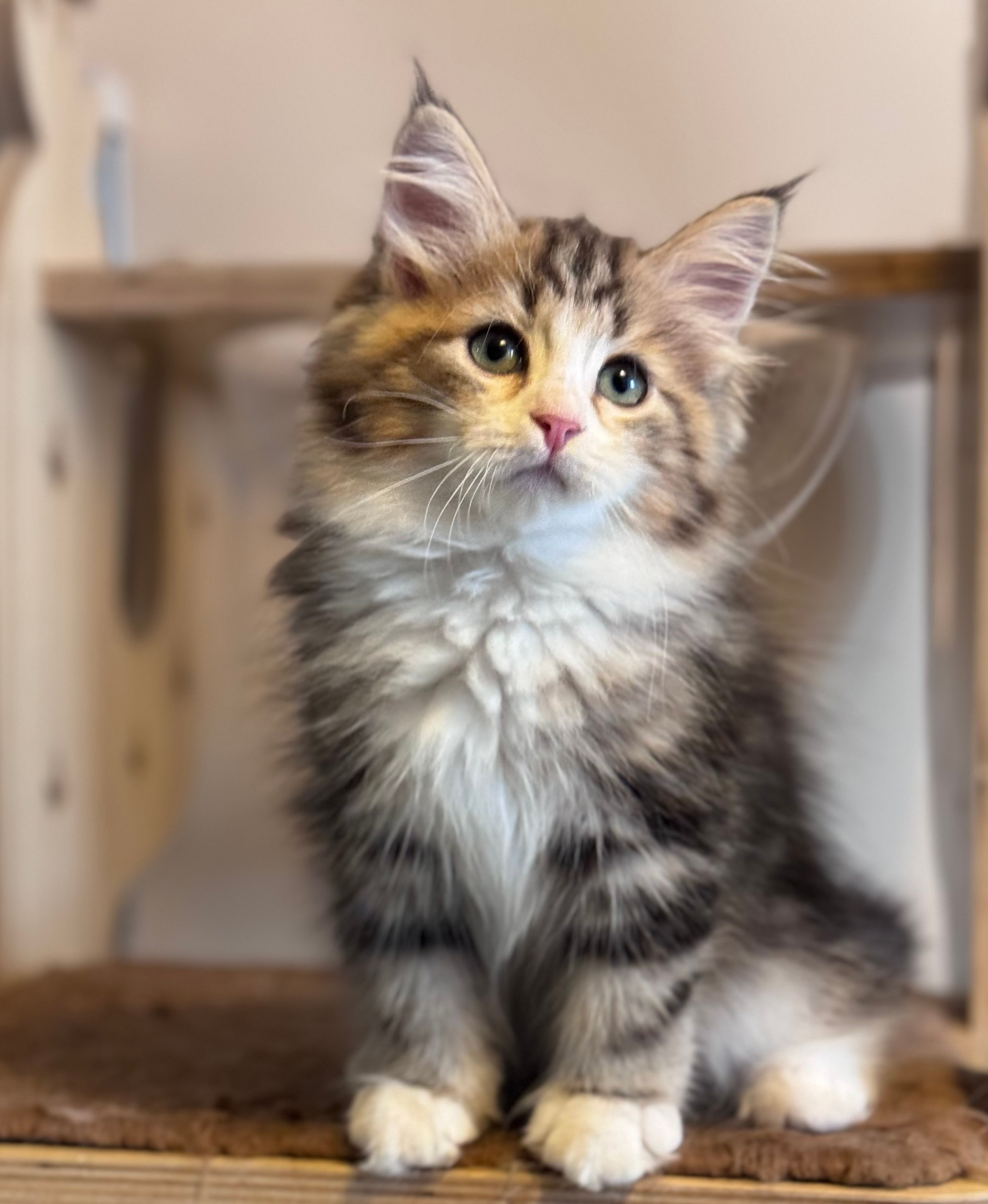 Reserved - Tatiana - 2.5 months old - brown tabby and white tabby female