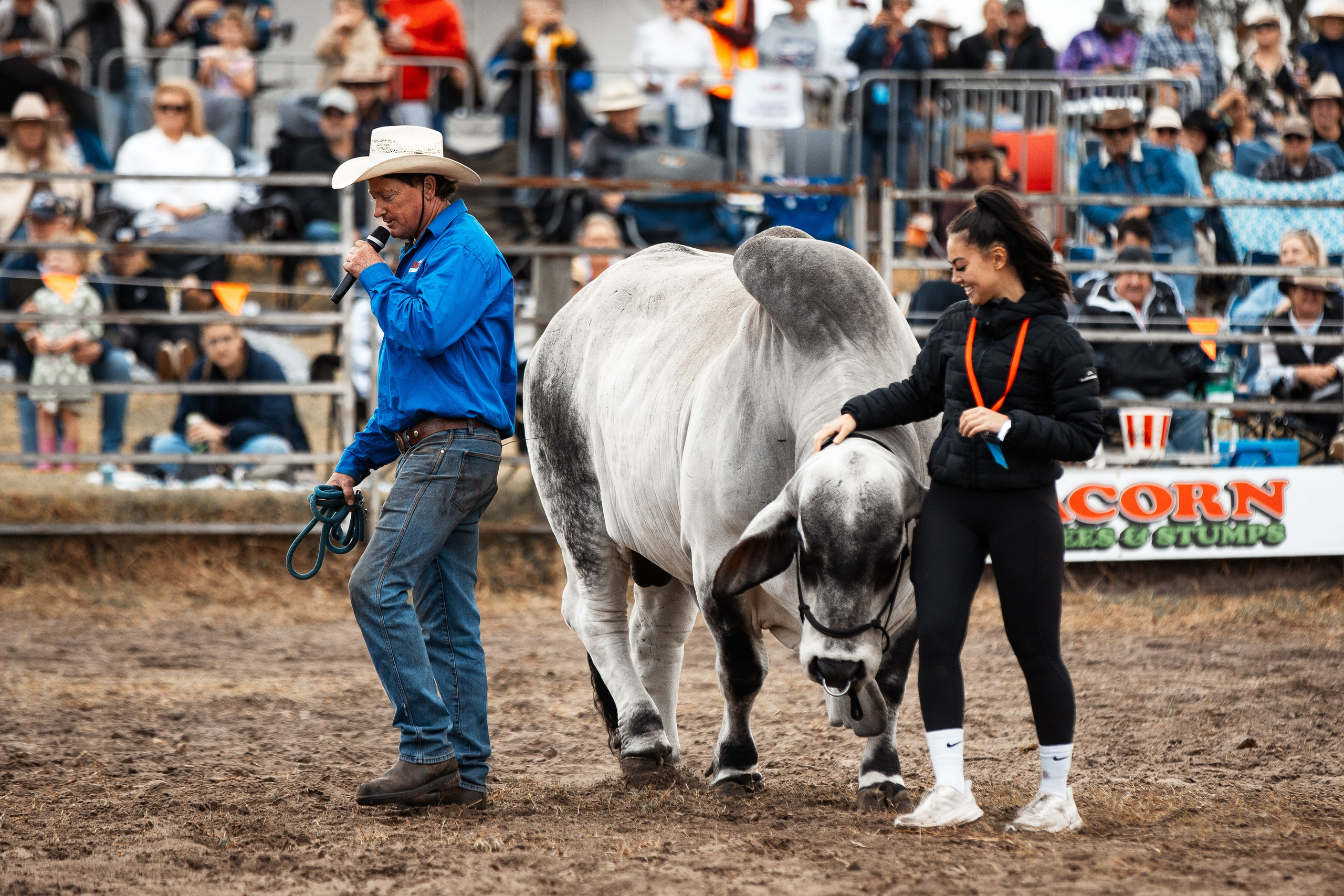 Selection of photos from different rodeos