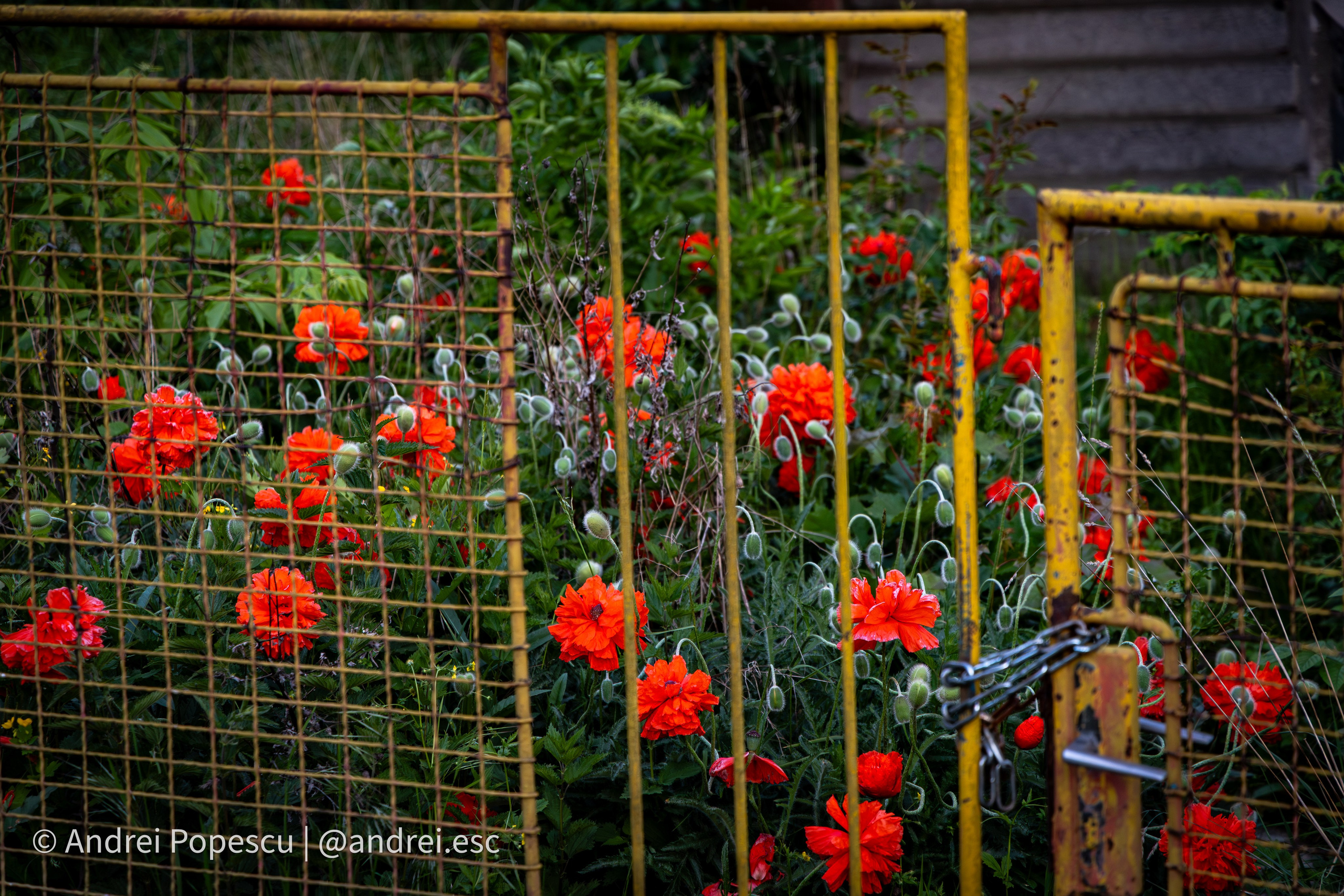 Flowers. Andrei Popescu Photography