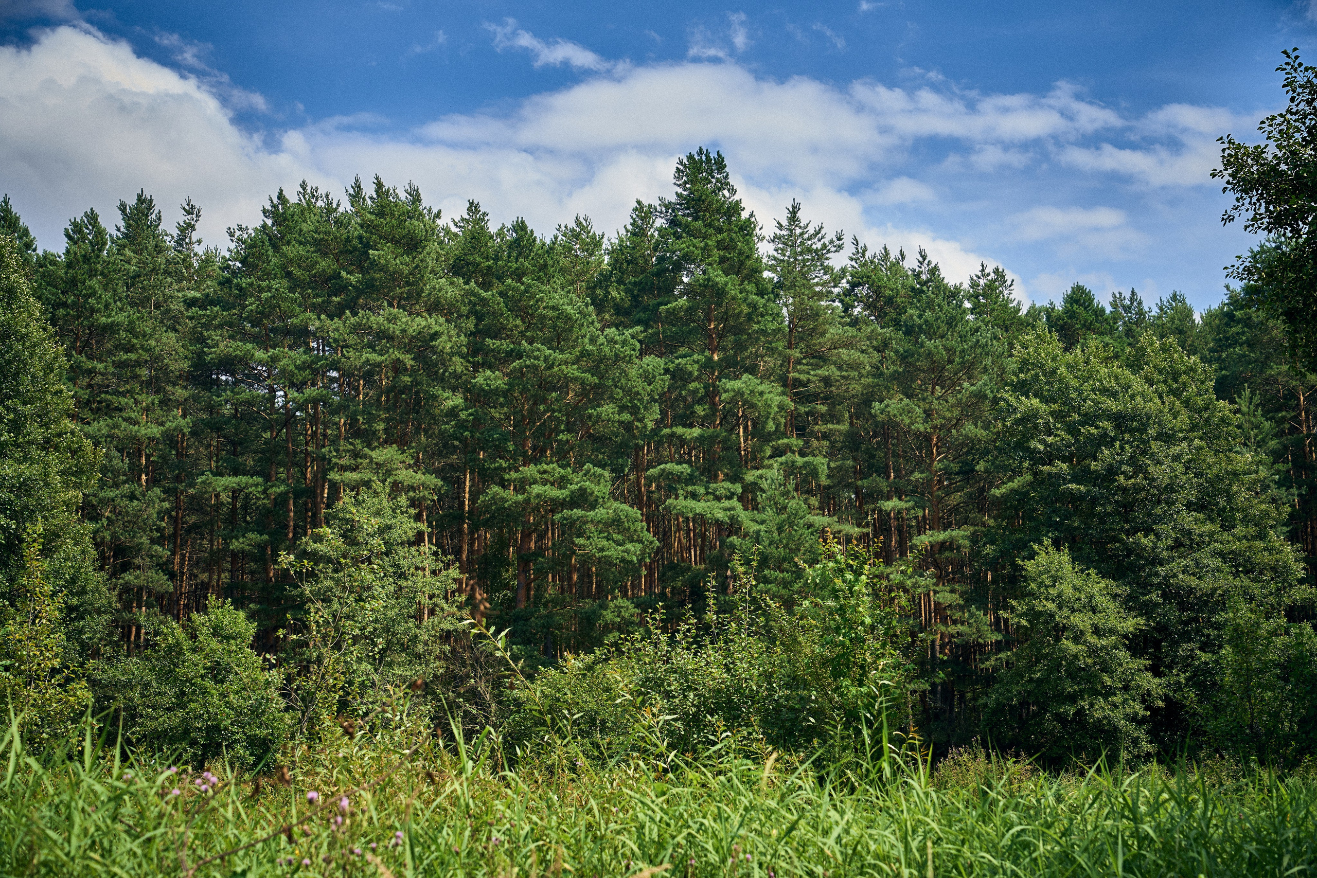 Organic Festival 2024. Андрей Шипилов — Фотография & Видеография