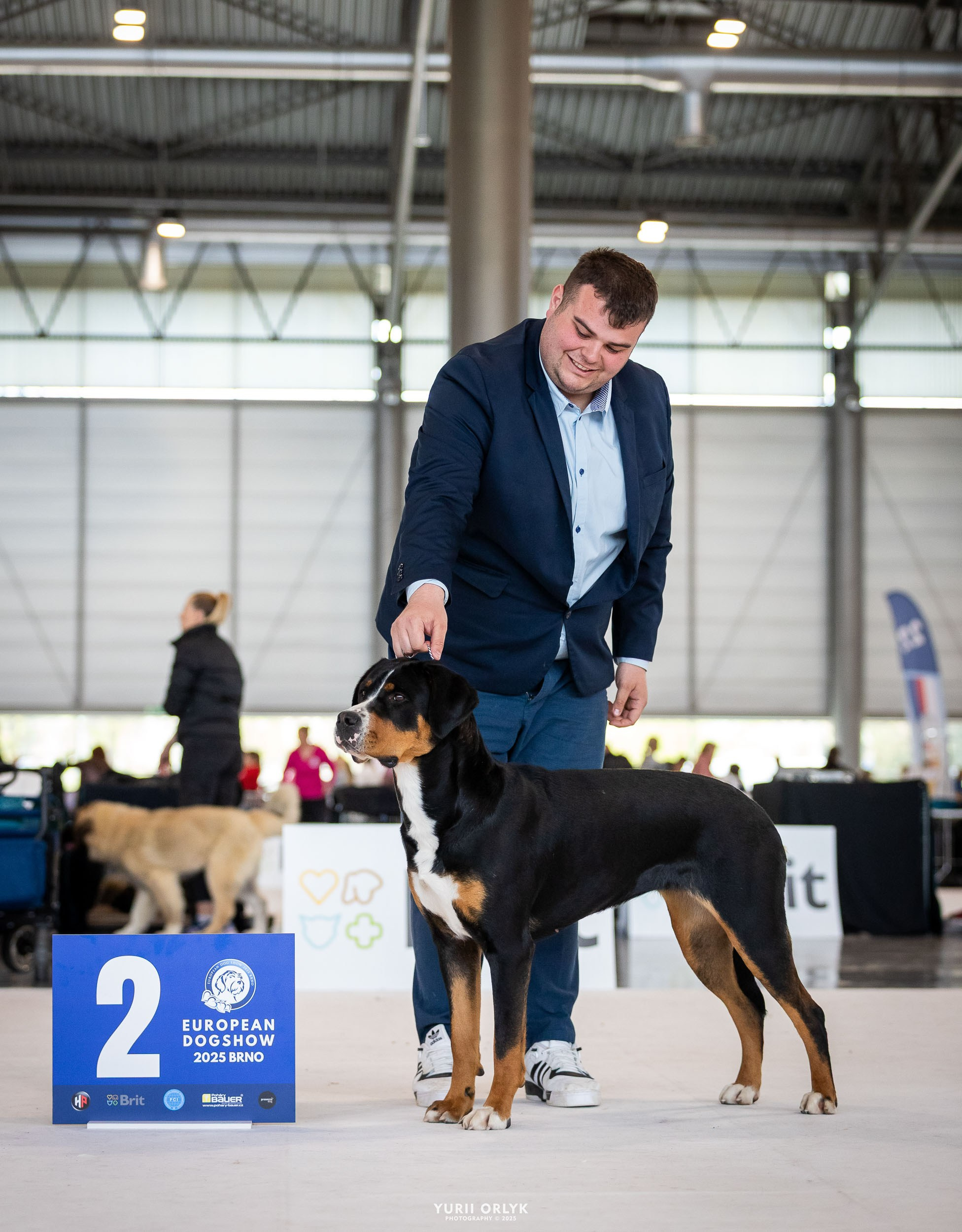 Dog Shows. Yurii Orlyk Photography