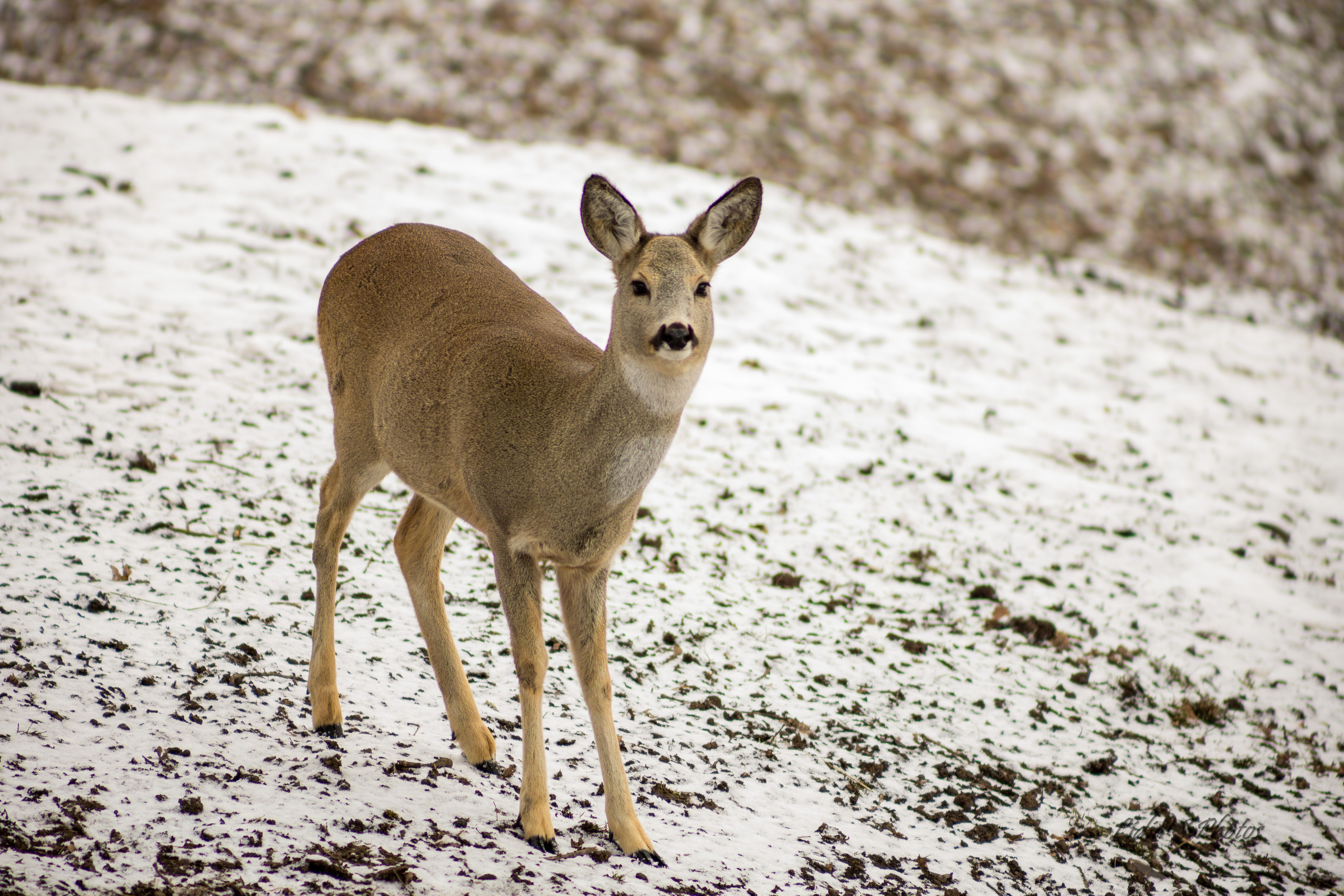 Flora și fauna. Fotograf. Lucrez cu oameni, produse și spații. Portret și fotografie creativă. Bacău, România. Lidia Savinoiu