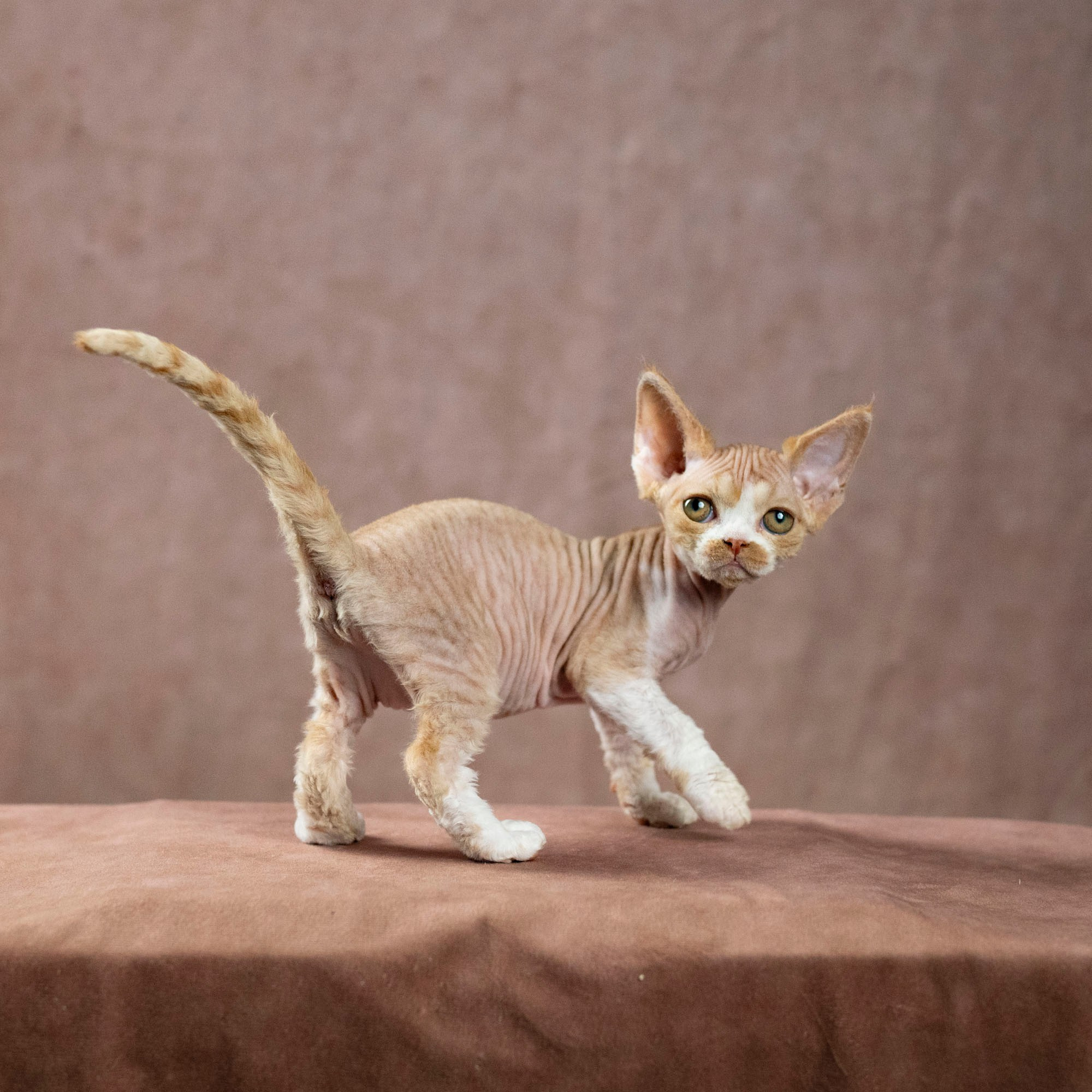 Dobby, boy. Devon Rex Pixie Cattery