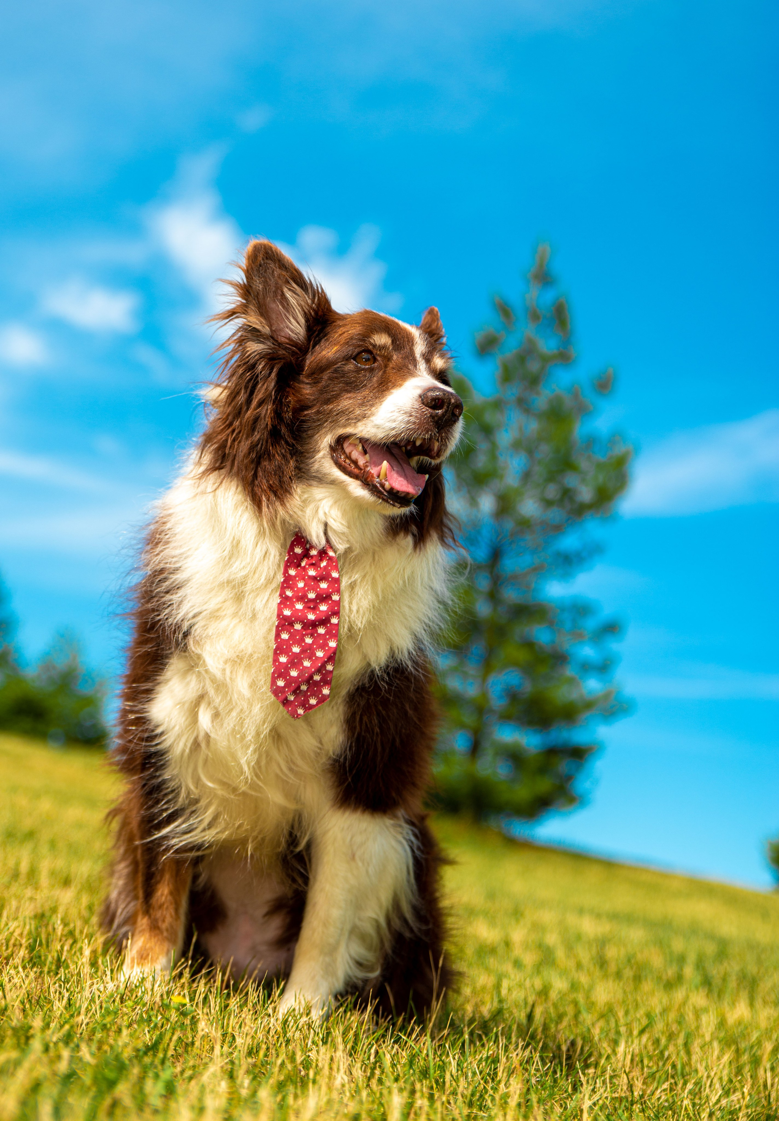 Baloo (Montreal QC). Carlos Lima Photography — Photographer in Calgary