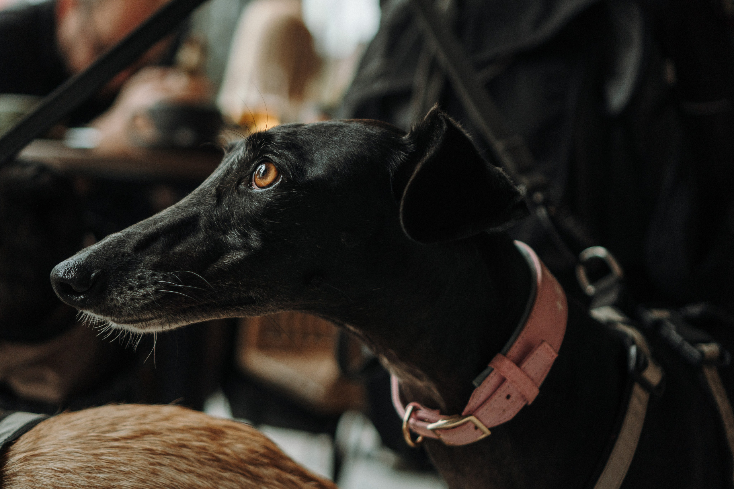 GalgoTreff / Mia Pagar 1 may, 2025. Kat Laisaar — Pet photographer in Tallinn