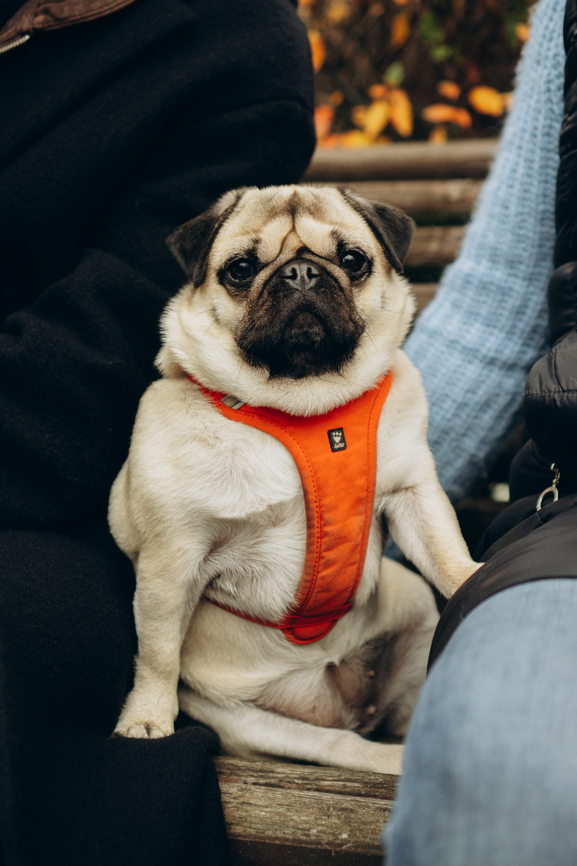 Jelena and her Sandy, Pug and Katja and her Safiir, Cardigan Welsh Corgi. Kat Laisaar — Pet photographer in Tallinn