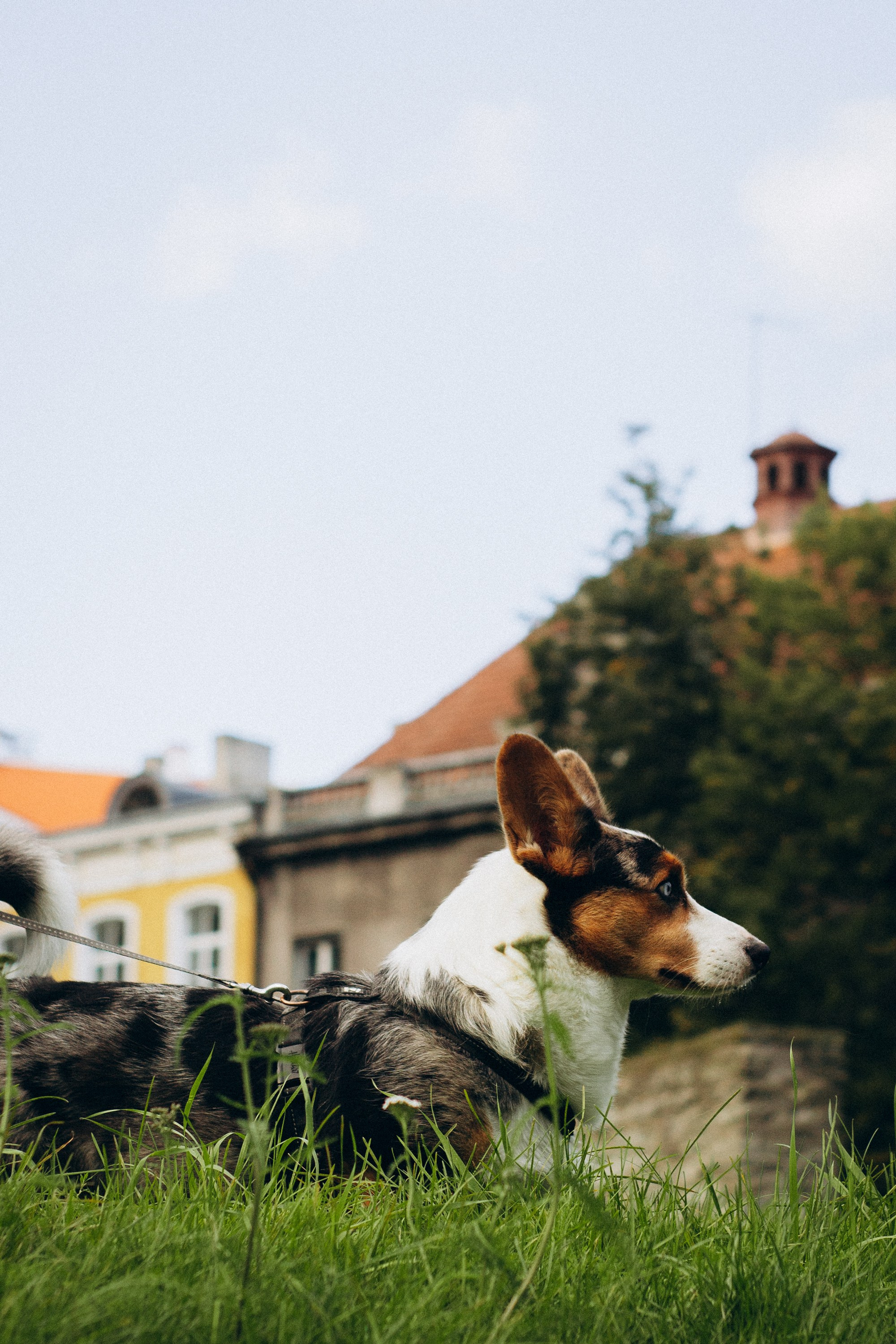 Dog Street Photography in Estonia. Kat Laisaar — Pet photographer in Tallinn