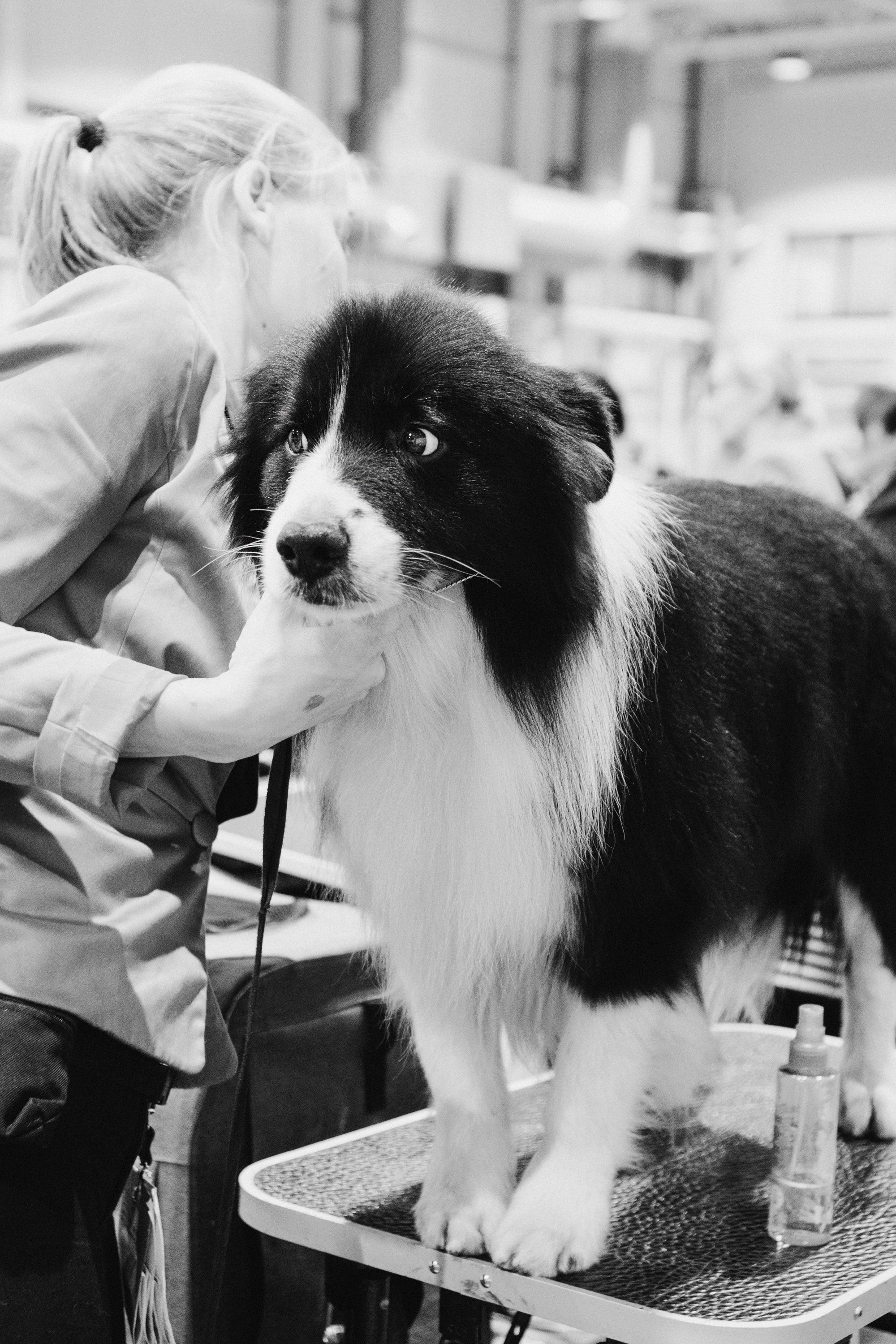 Tartu International Dog Show. Kat Laisaar — Pet photographer in Tallinn