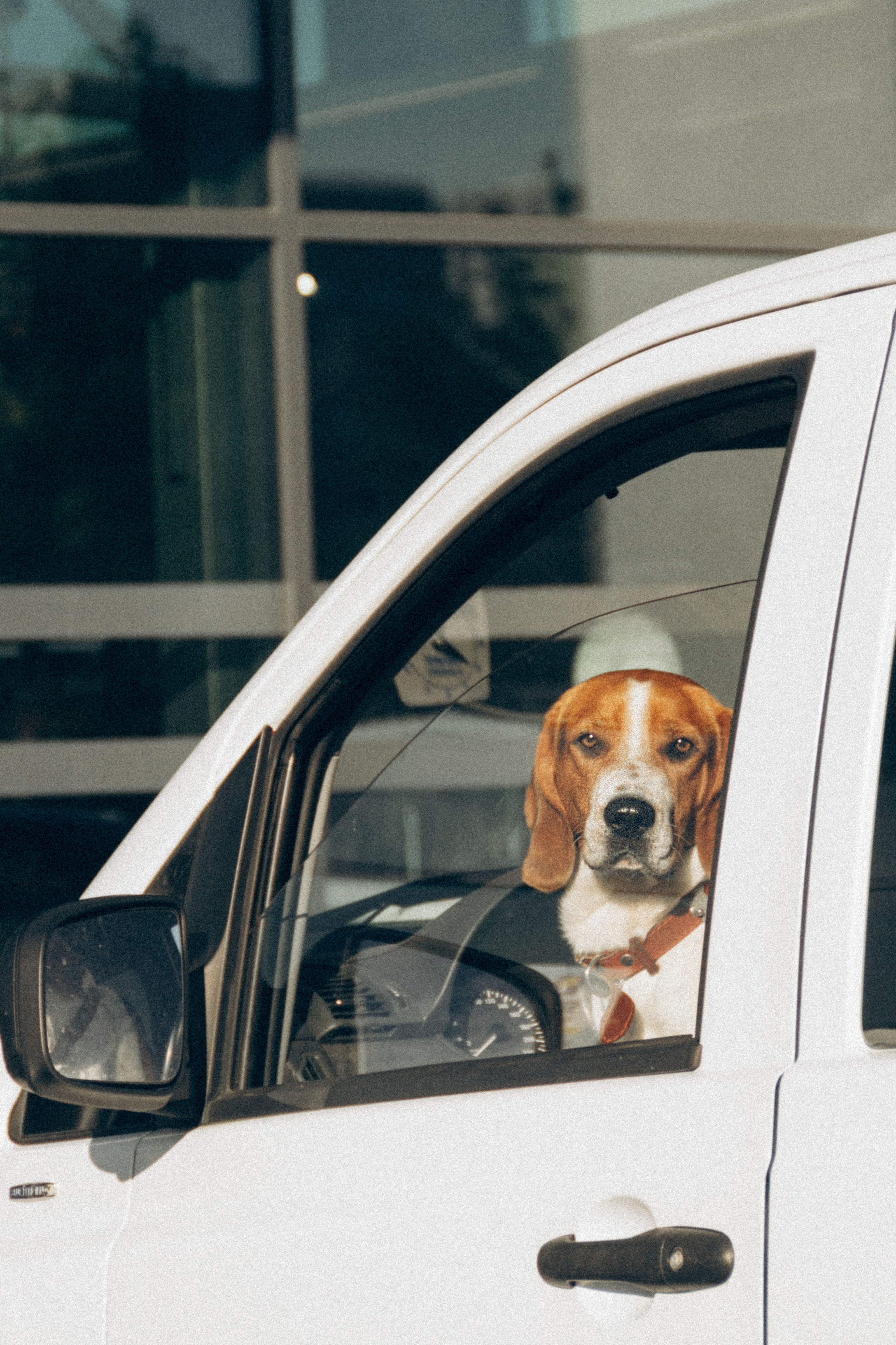 Dog Street Photography in Estonia. Kat Laisaar — Pet photographer in Tallinn