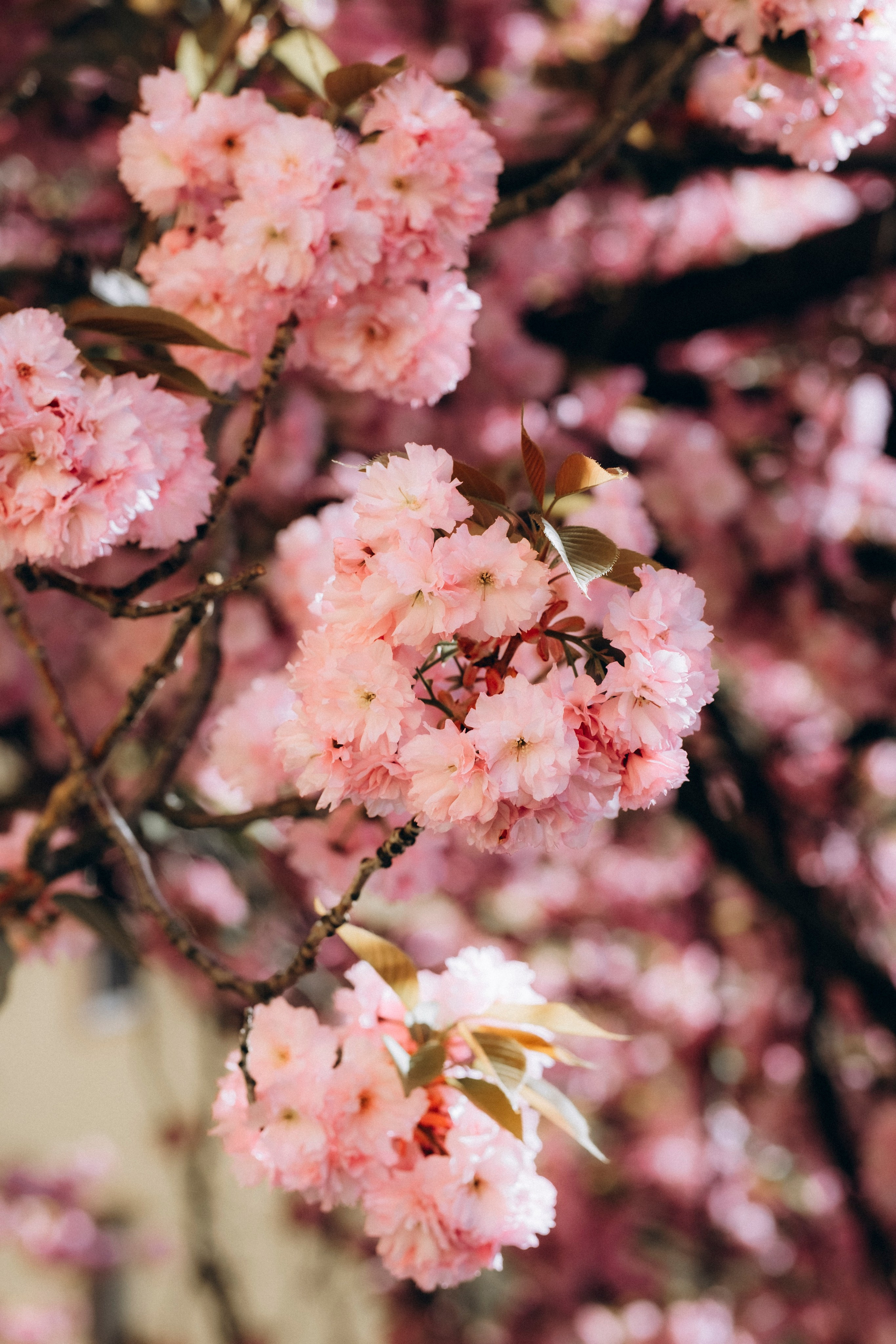 Kirill, Inga & Lea in spring bloom. Фотографы Минск и мир