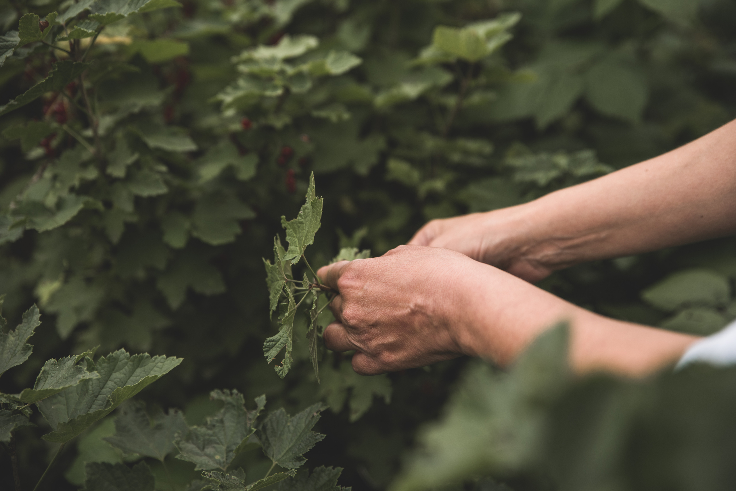 Родители. Ekaterina Verbitskaya. Photography