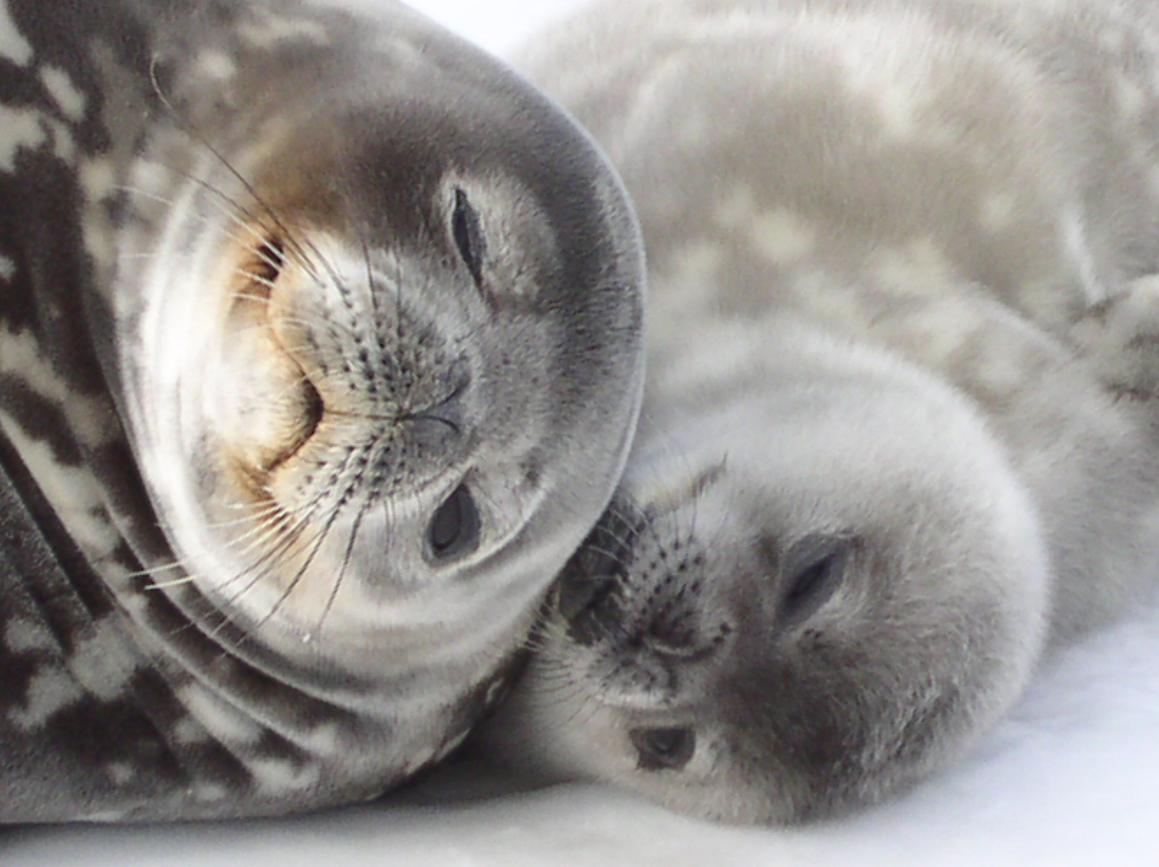 ANTARCTICA. Reportage concert portrait photography in the San Francisco Bay Area