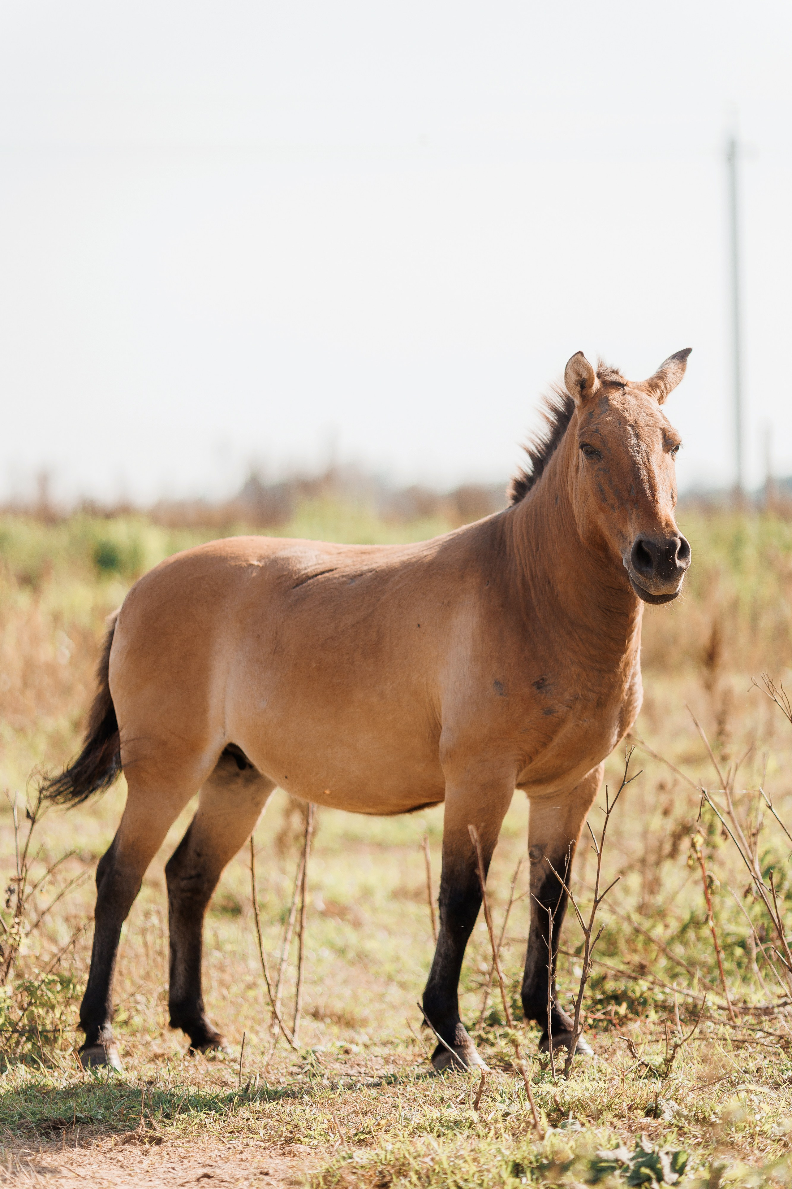 Екопарк Аміла. Ірина Терещук