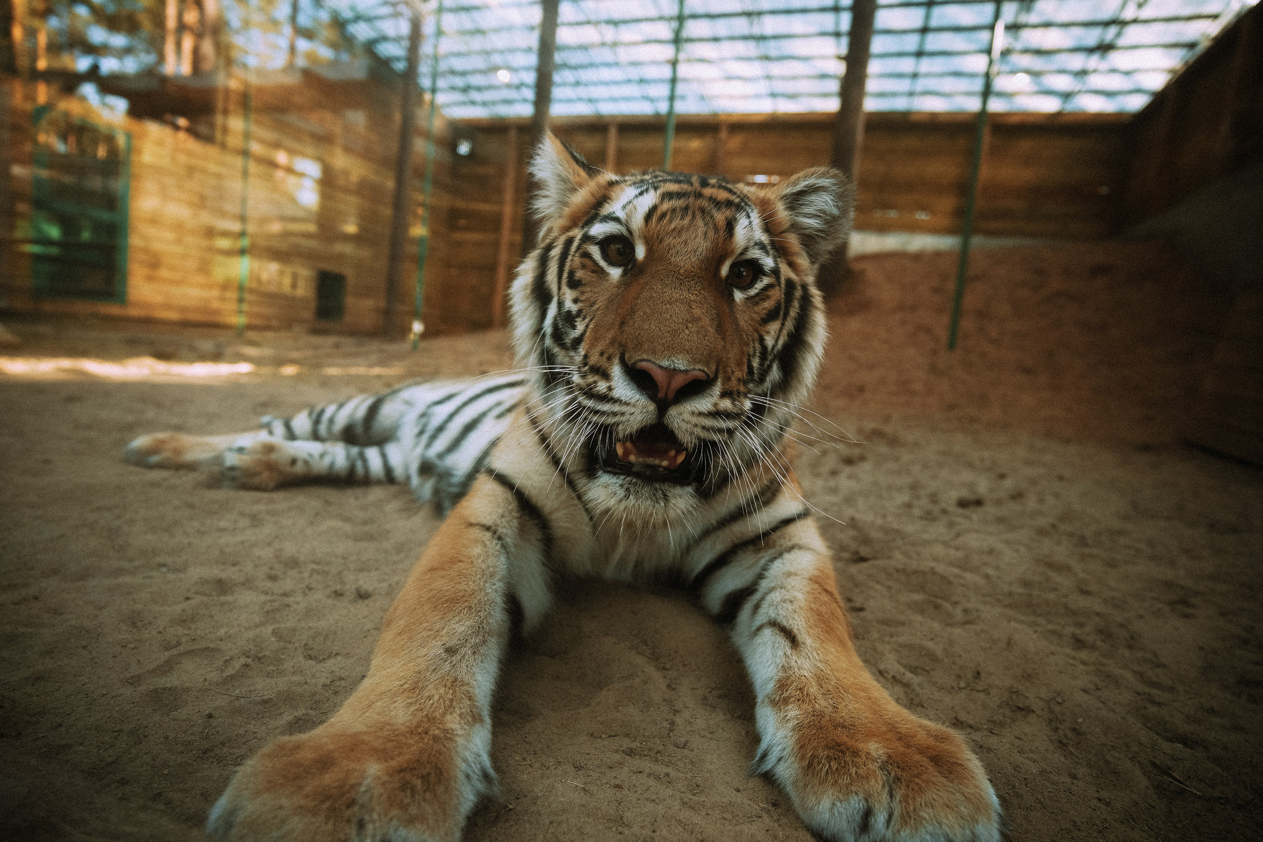 Кот шпедингера. Стрит-фотография, полная абсурда, идиотизма и красоты