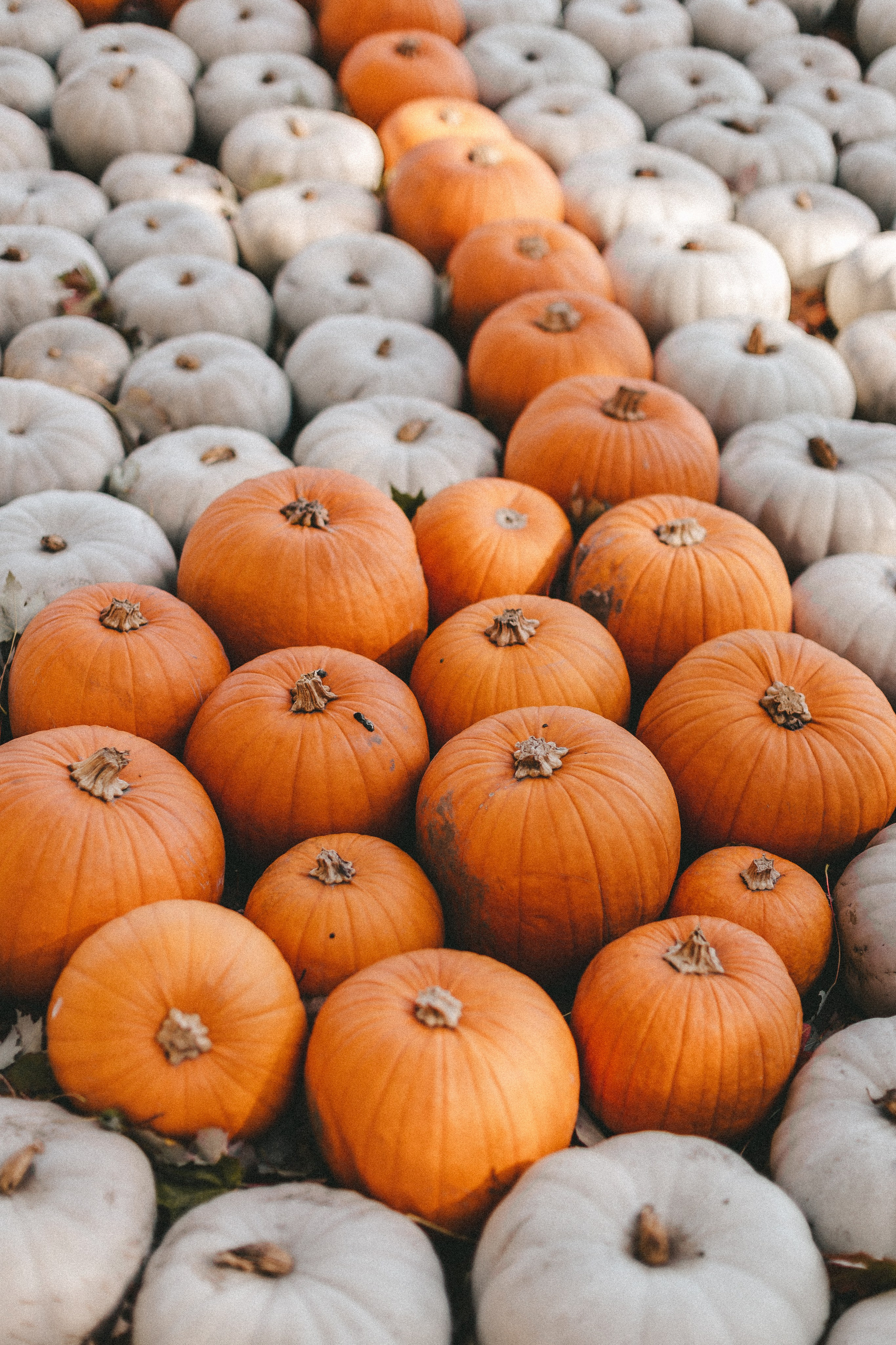 Фестиваль тыкв в Людвигсбурге. Фотограф в Германии — Мария Чистякова