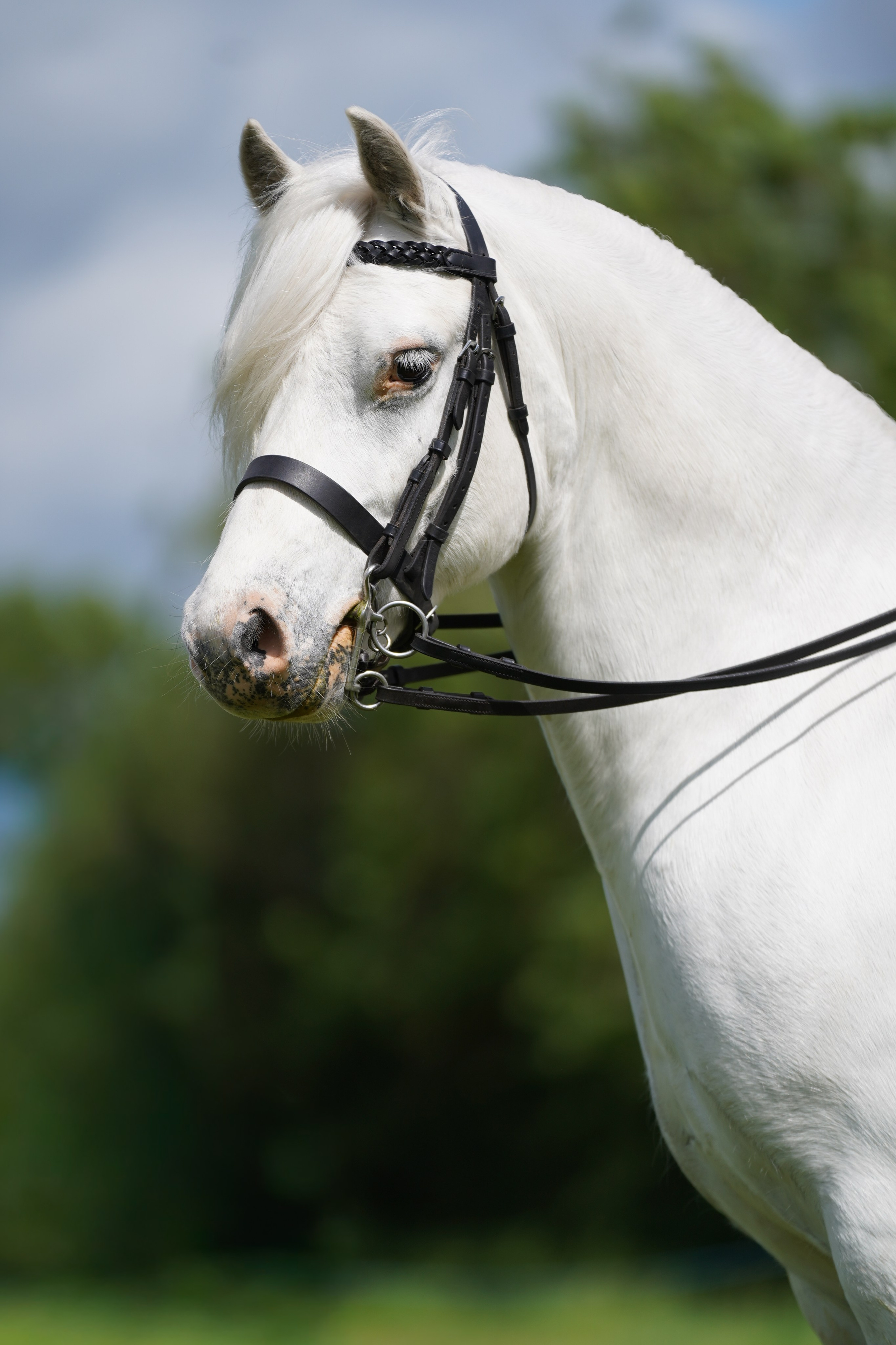 Headshots. Leicestershire Equine Photography by El | Authentic Equine Portraits & Events