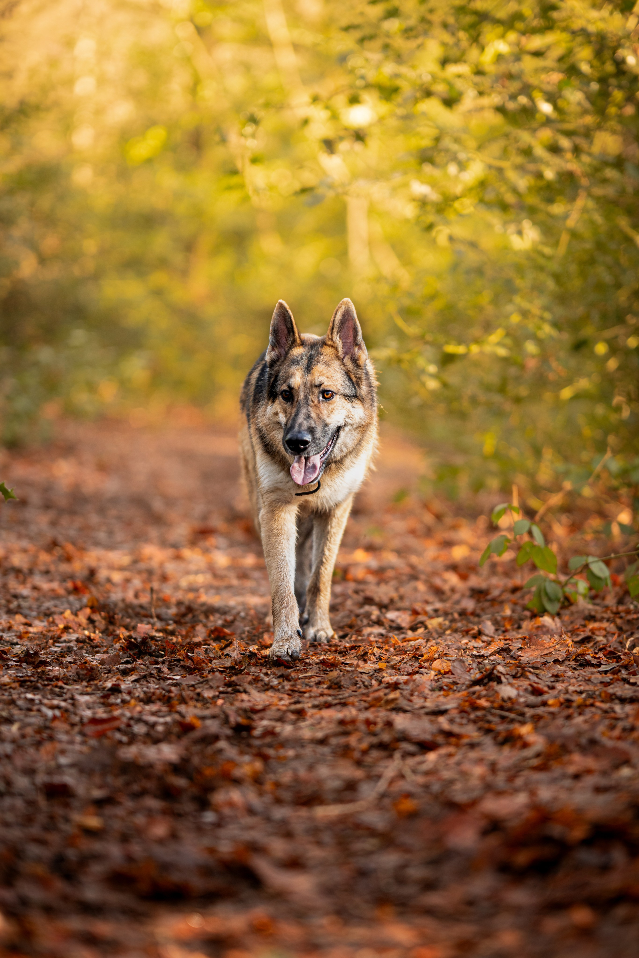 Canine. Leicestershire Equine Photography by El | Authentic Equine Portraits & Events