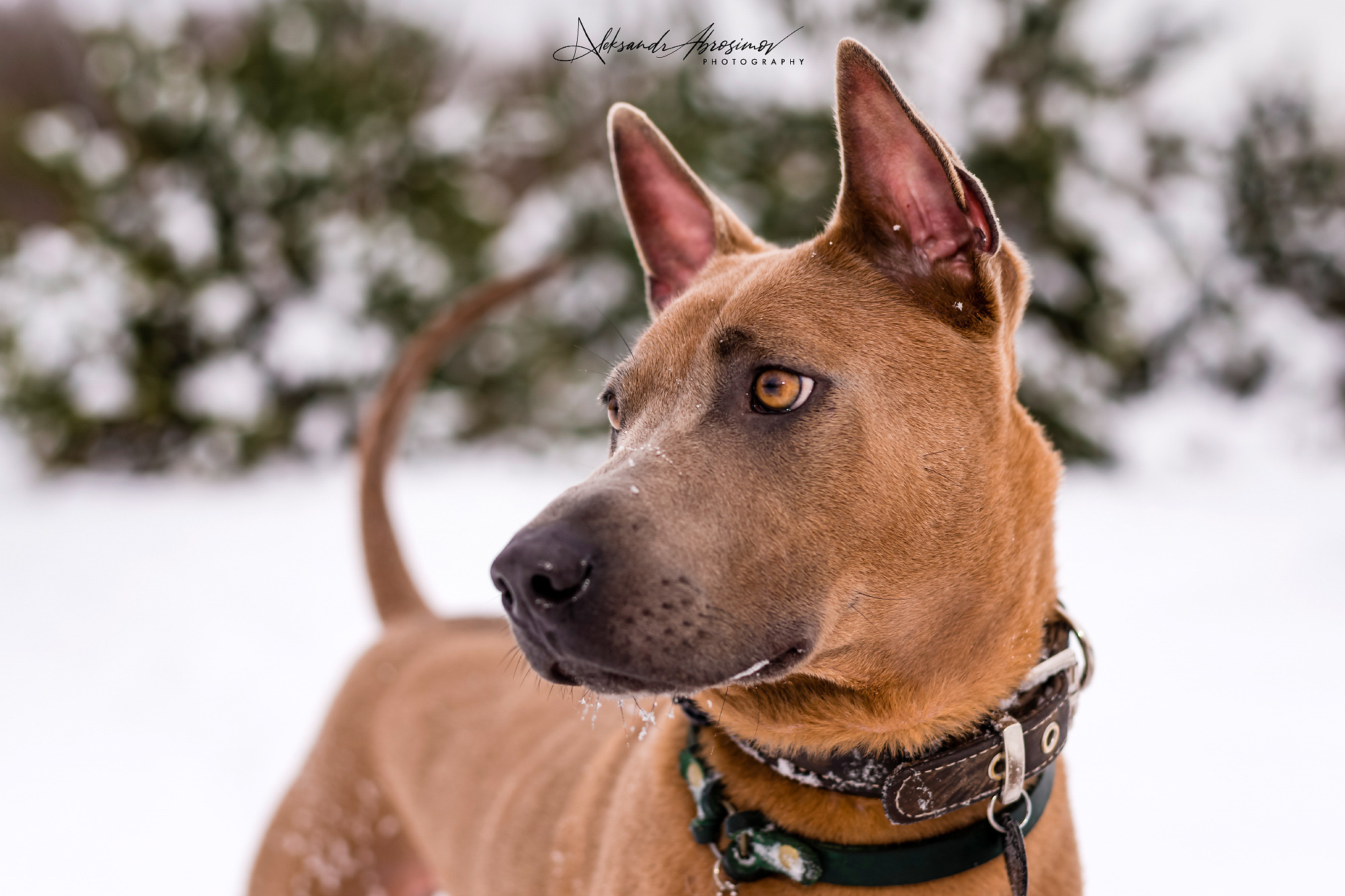 Pets. Домашние питомцы. Aleksandr Abrosimov Photography