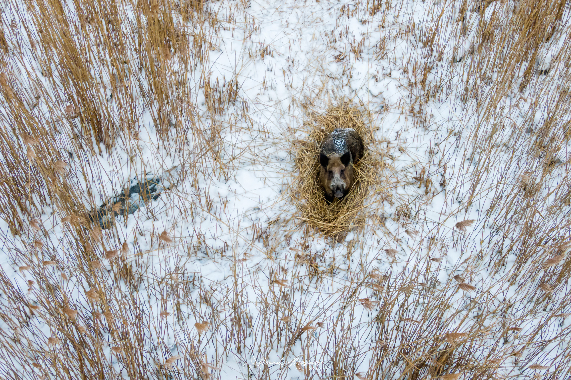 Animals. Животные. Aleksandr Abrosimov Photography