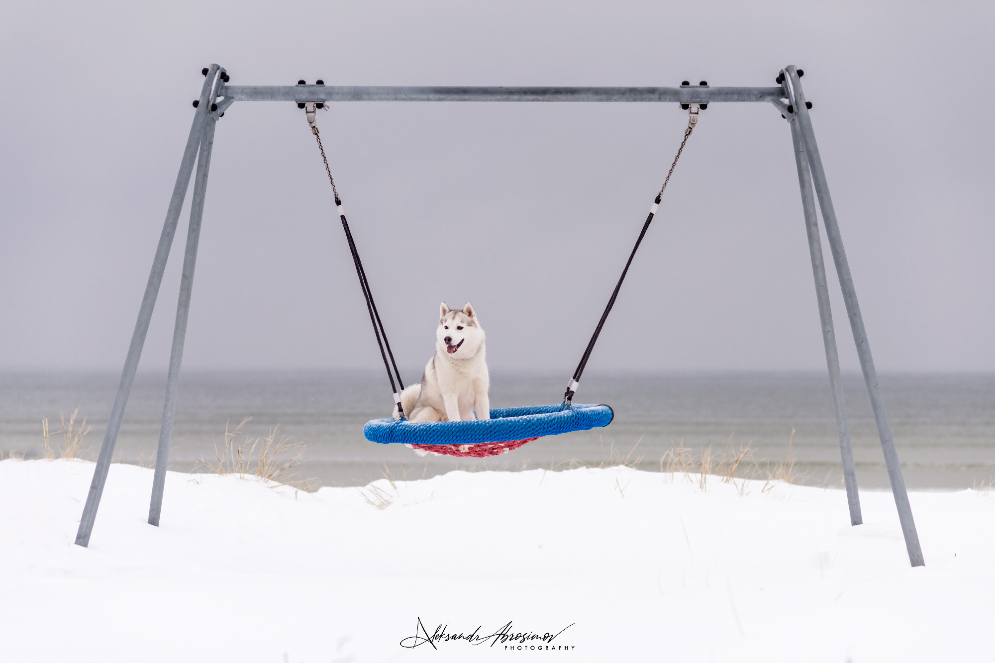 Pets. Домашние питомцы. Aleksandr Abrosimov Photography