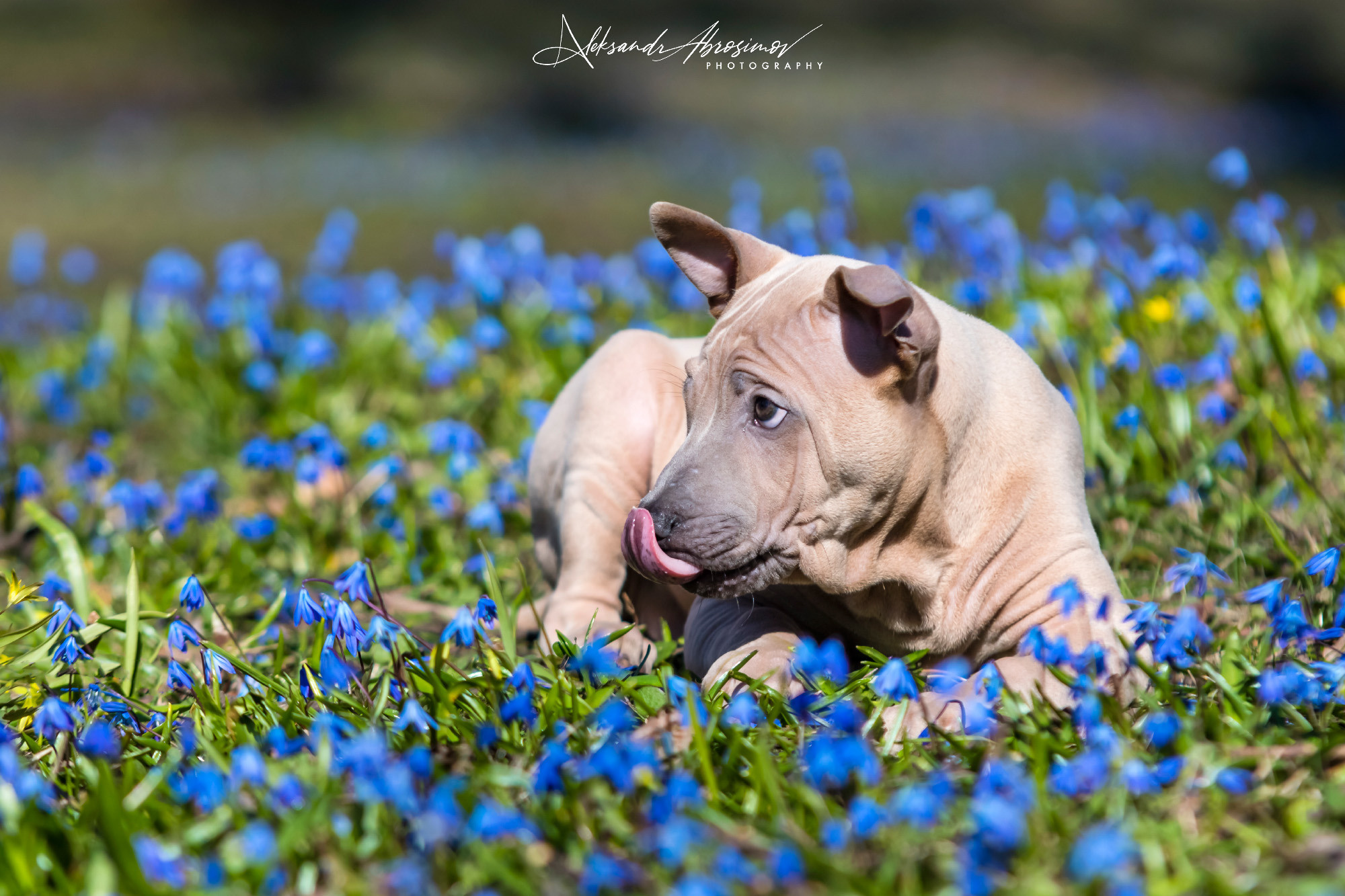Pets. Домашние питомцы. Aleksandr Abrosimov Photography