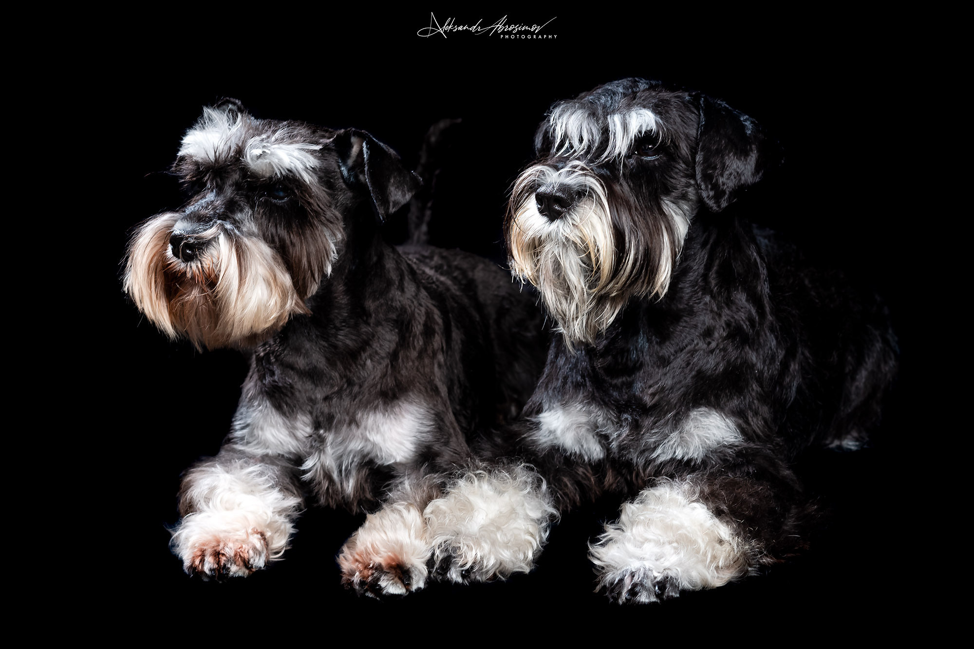 Pets. Домашние питомцы. Aleksandr Abrosimov Photography