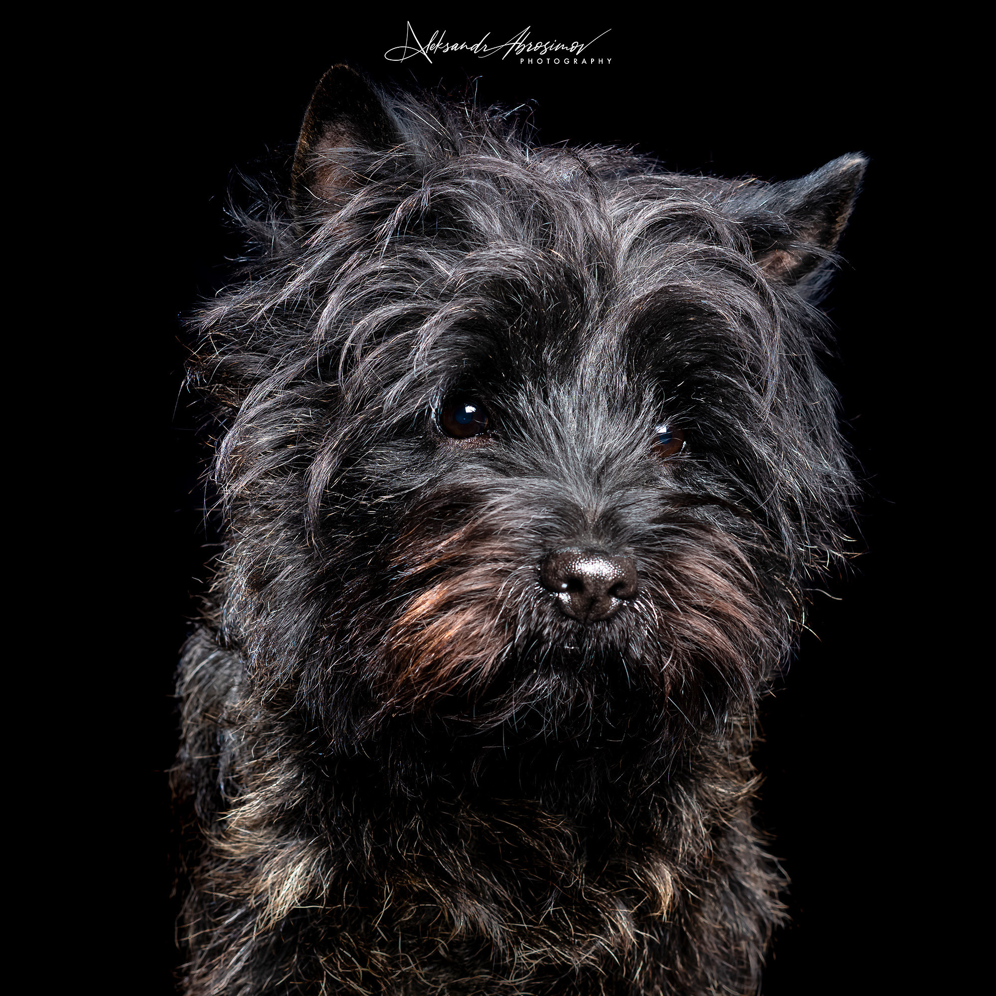 Pets. Домашние питомцы. Aleksandr Abrosimov Photography