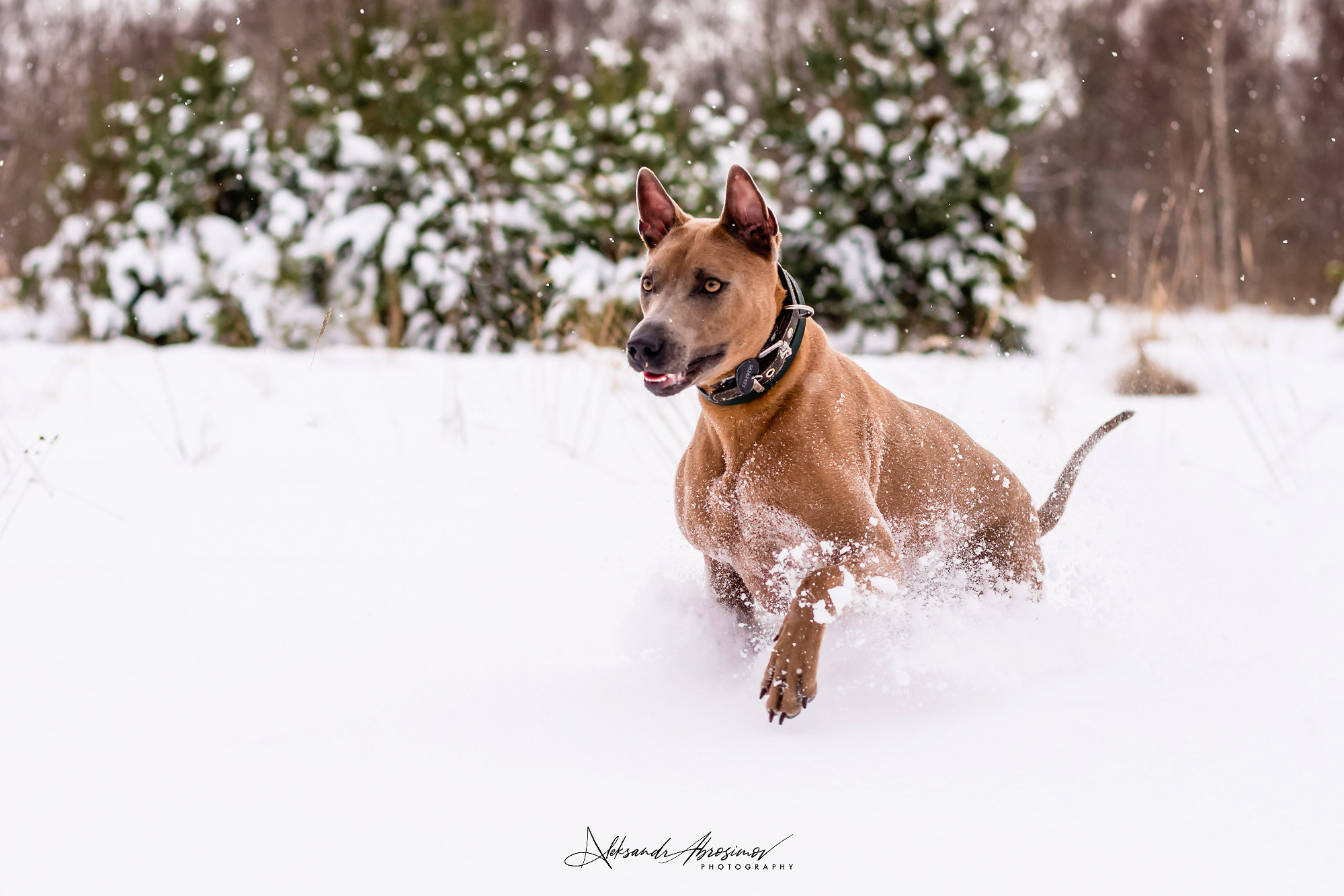 Pets. Домашние питомцы. Aleksandr Abrosimov Photography