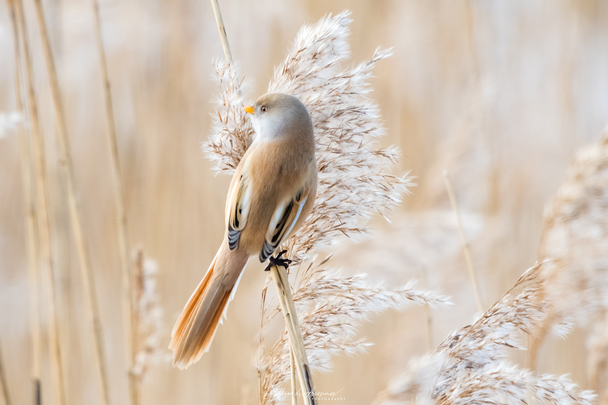Birds. Птицы. Aleksandr Abrosimov Photography