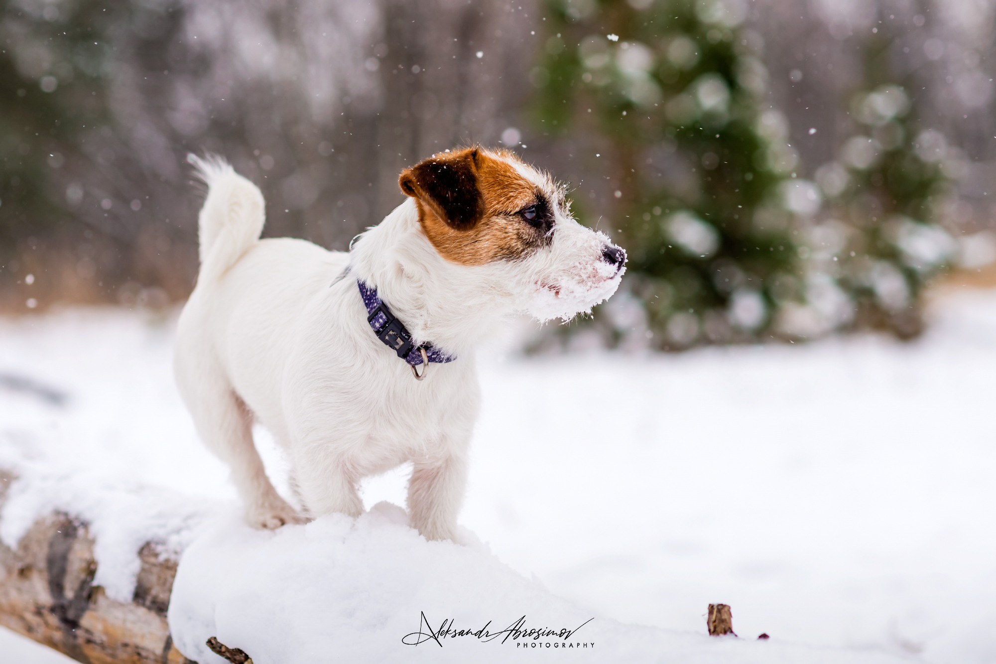 Pets. Домашние питомцы. Aleksandr Abrosimov Photography