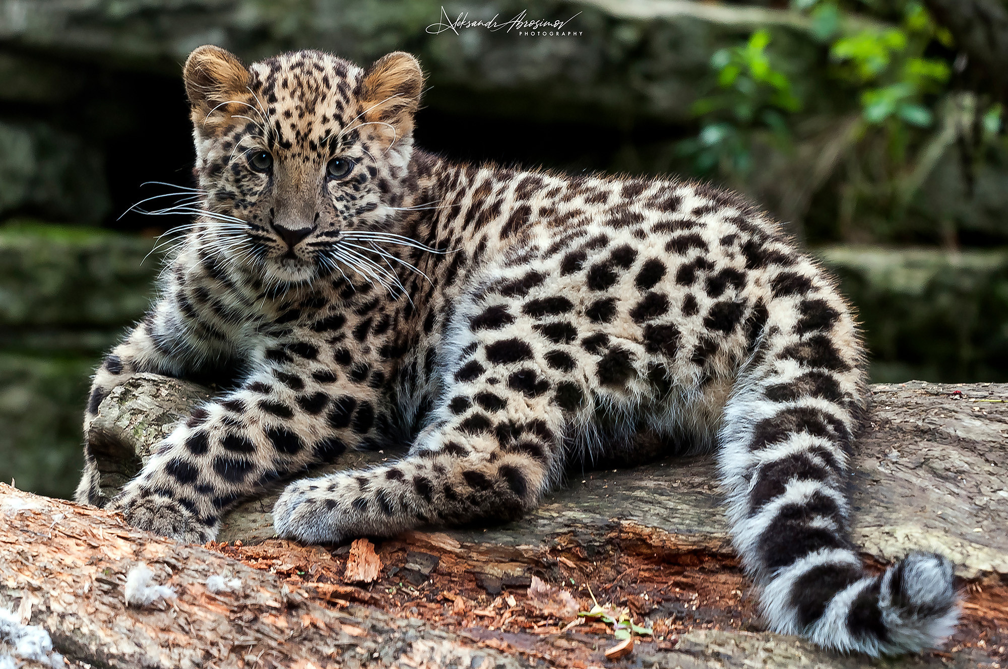 Animals. Животные. Aleksandr Abrosimov Photography