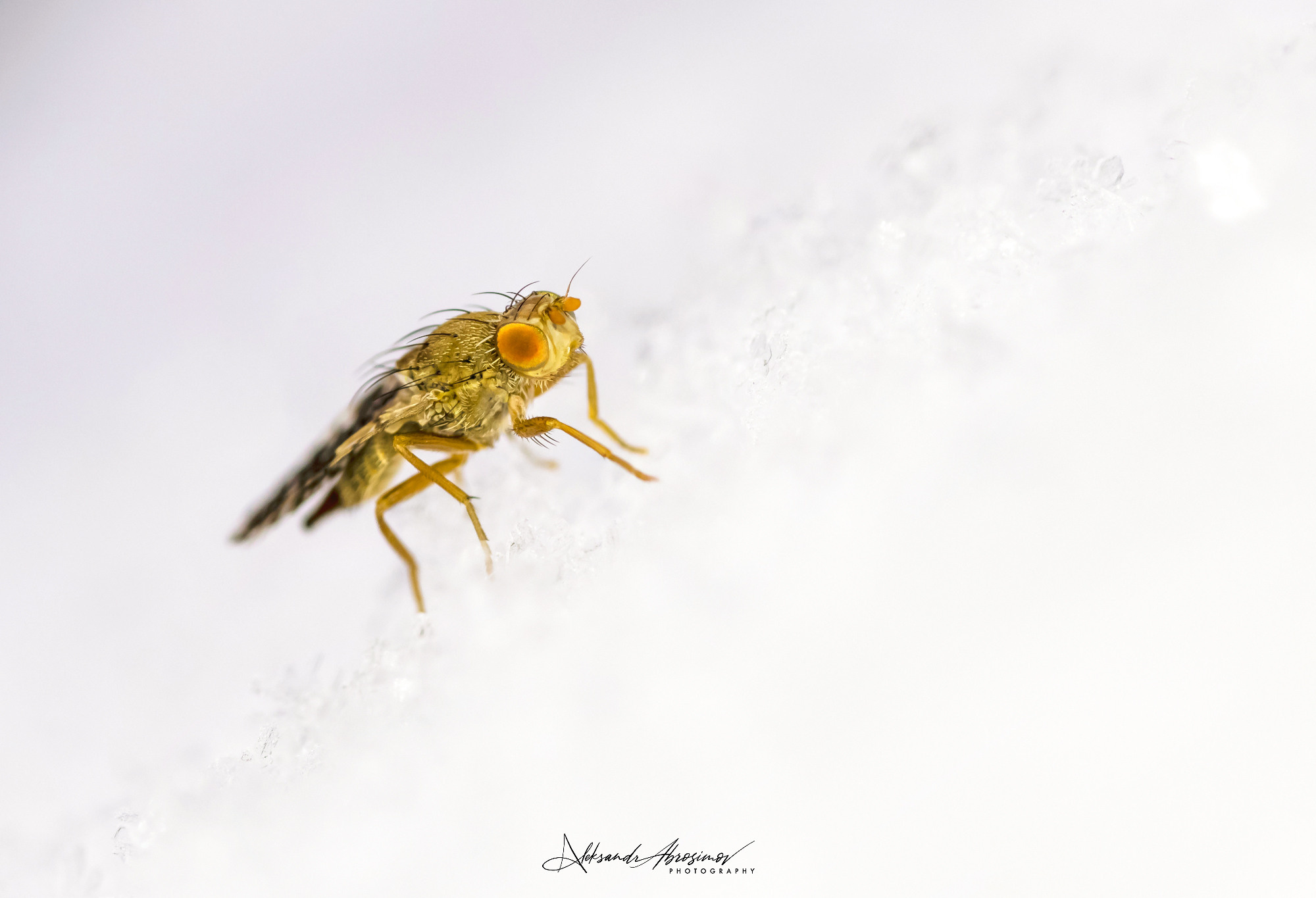 Insects. Насекомые. Aleksandr Abrosimov Photography