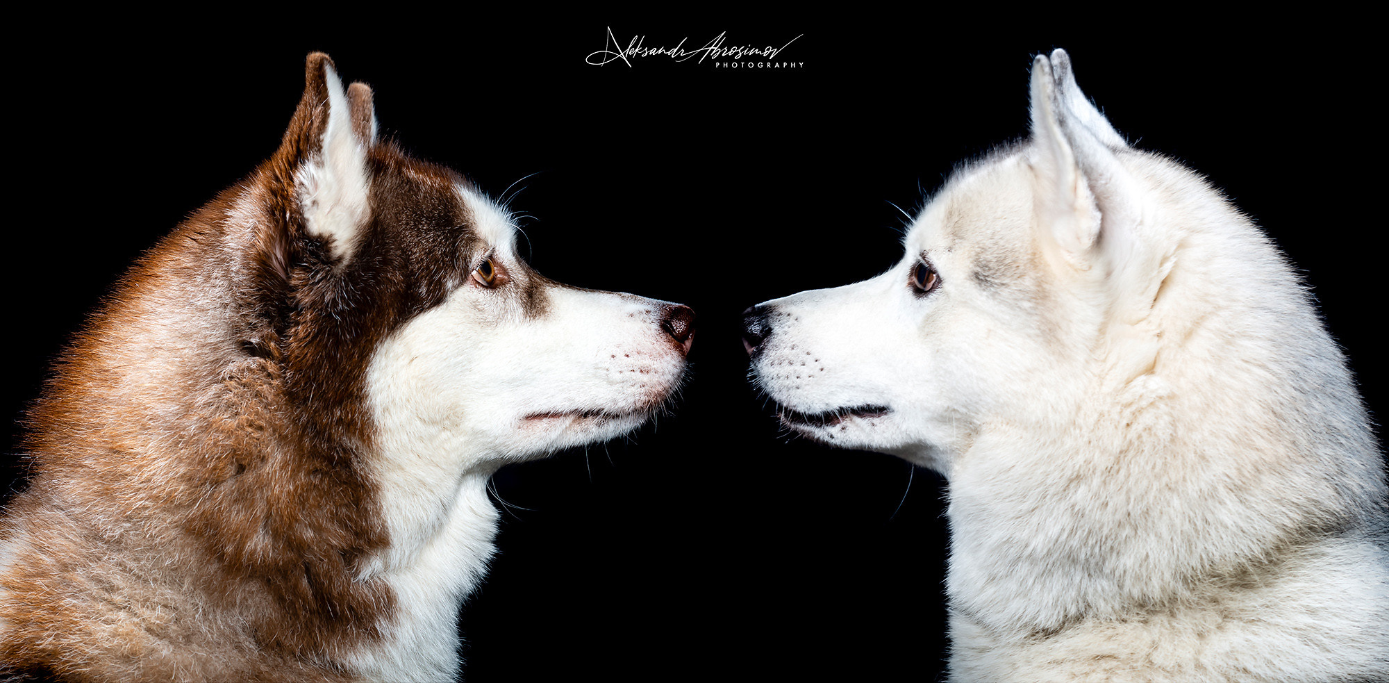 Pets. Домашние питомцы. Aleksandr Abrosimov Photography