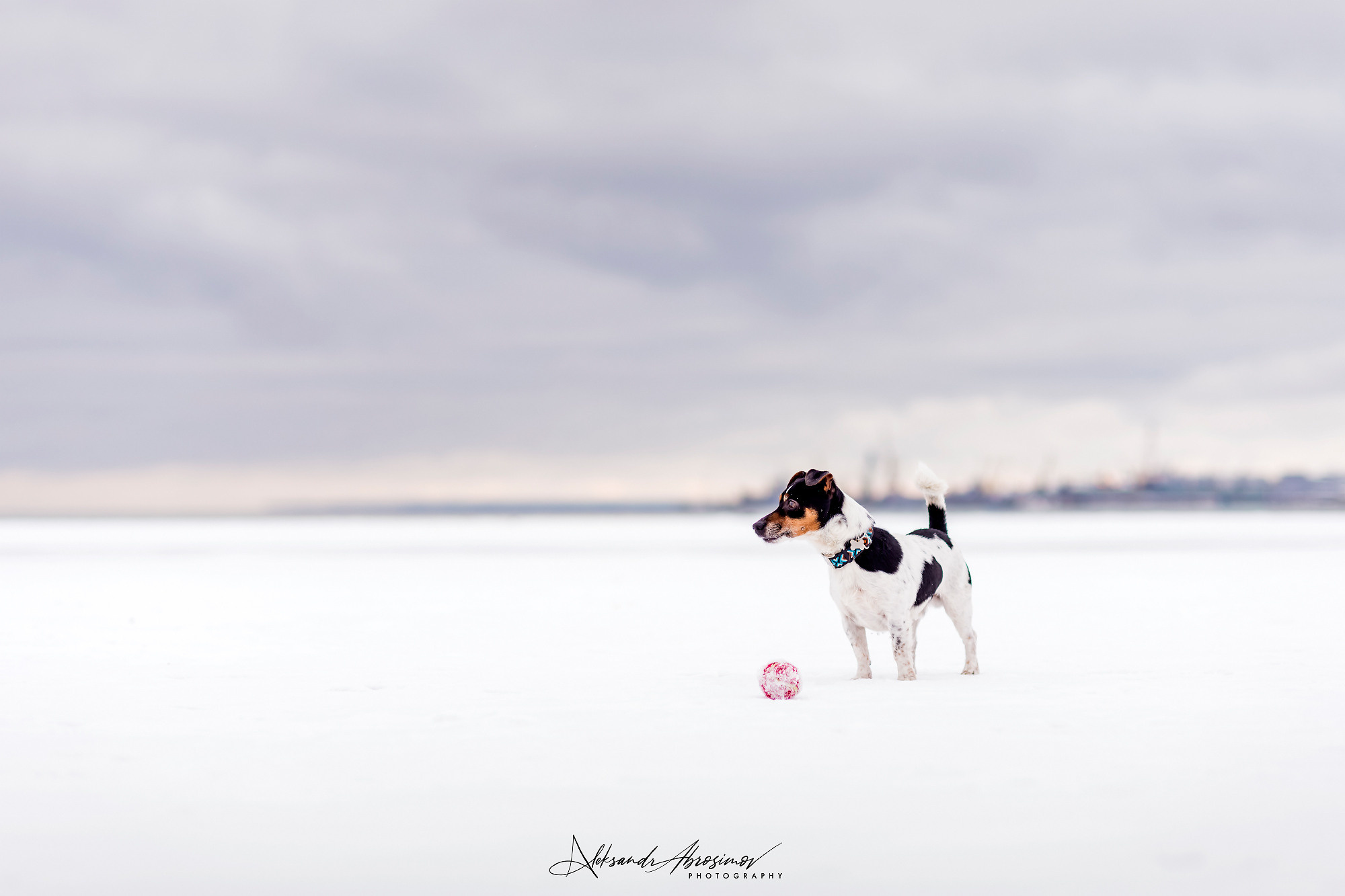 Pets. Домашние питомцы. Aleksandr Abrosimov Photography