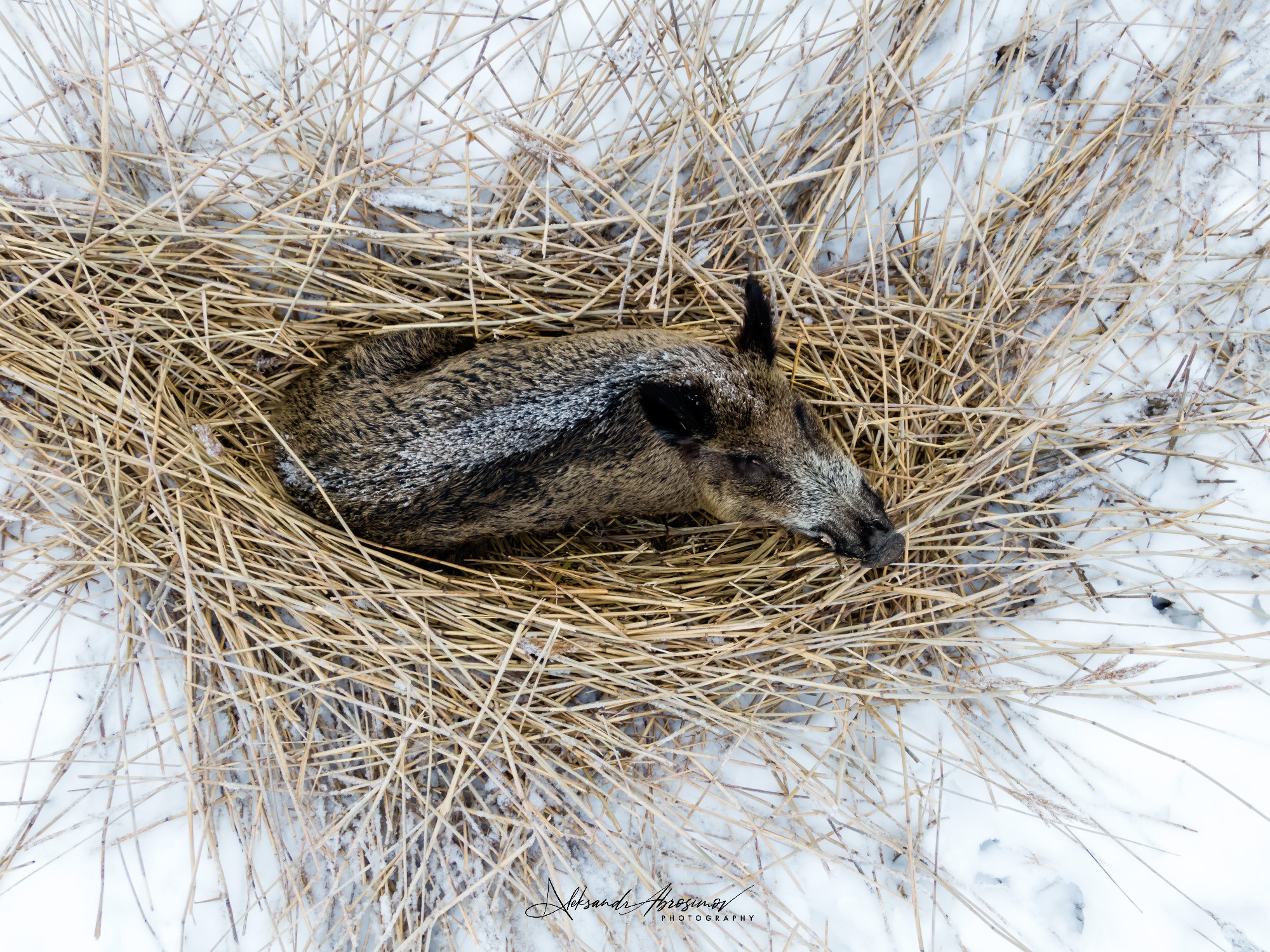 Animals. Животные. Aleksandr Abrosimov Photography