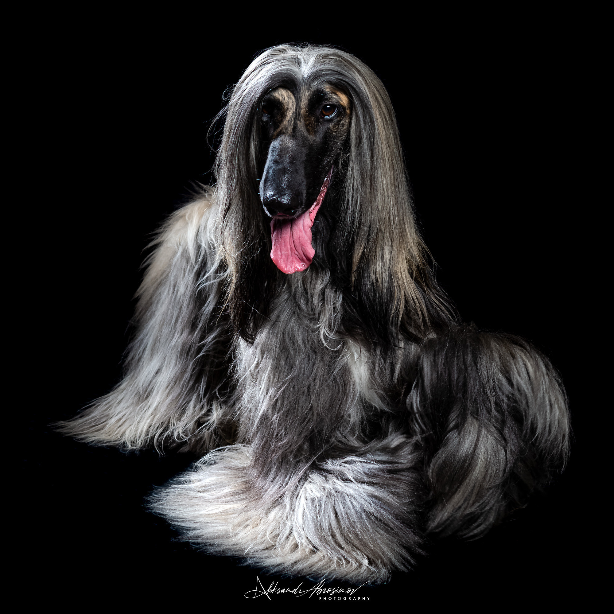 Pets. Домашние питомцы. Aleksandr Abrosimov Photography